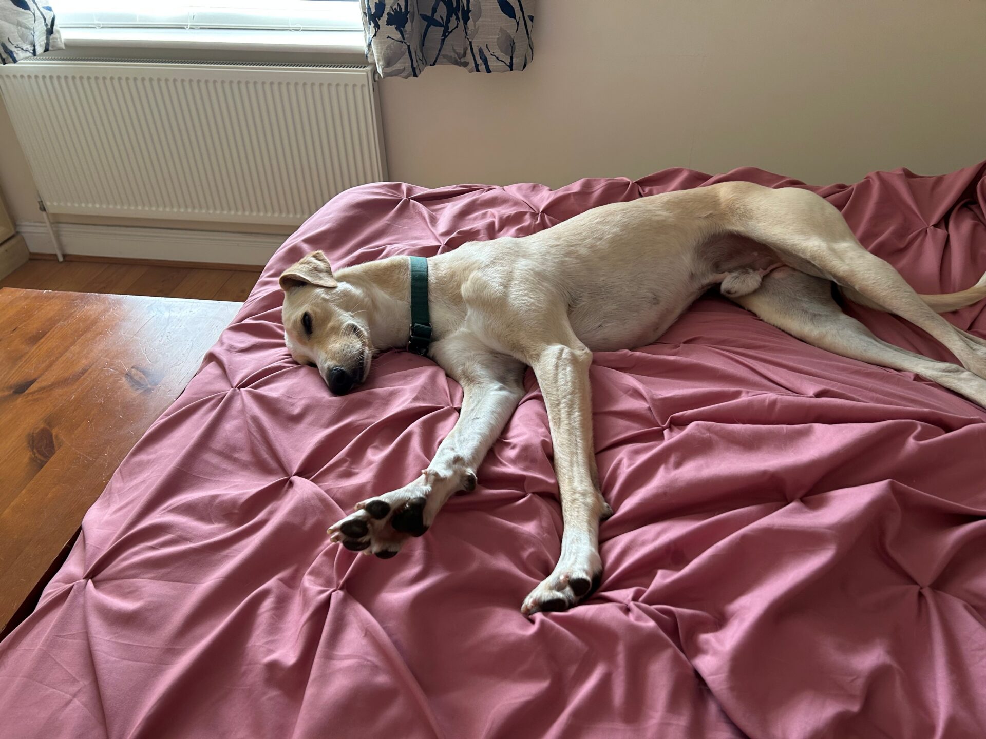 A light-coloured lurcher dog named Mr Chips, wearing a green collar, is lying stretched out on a pink, textured bedspread in a softly lit bedroom.
