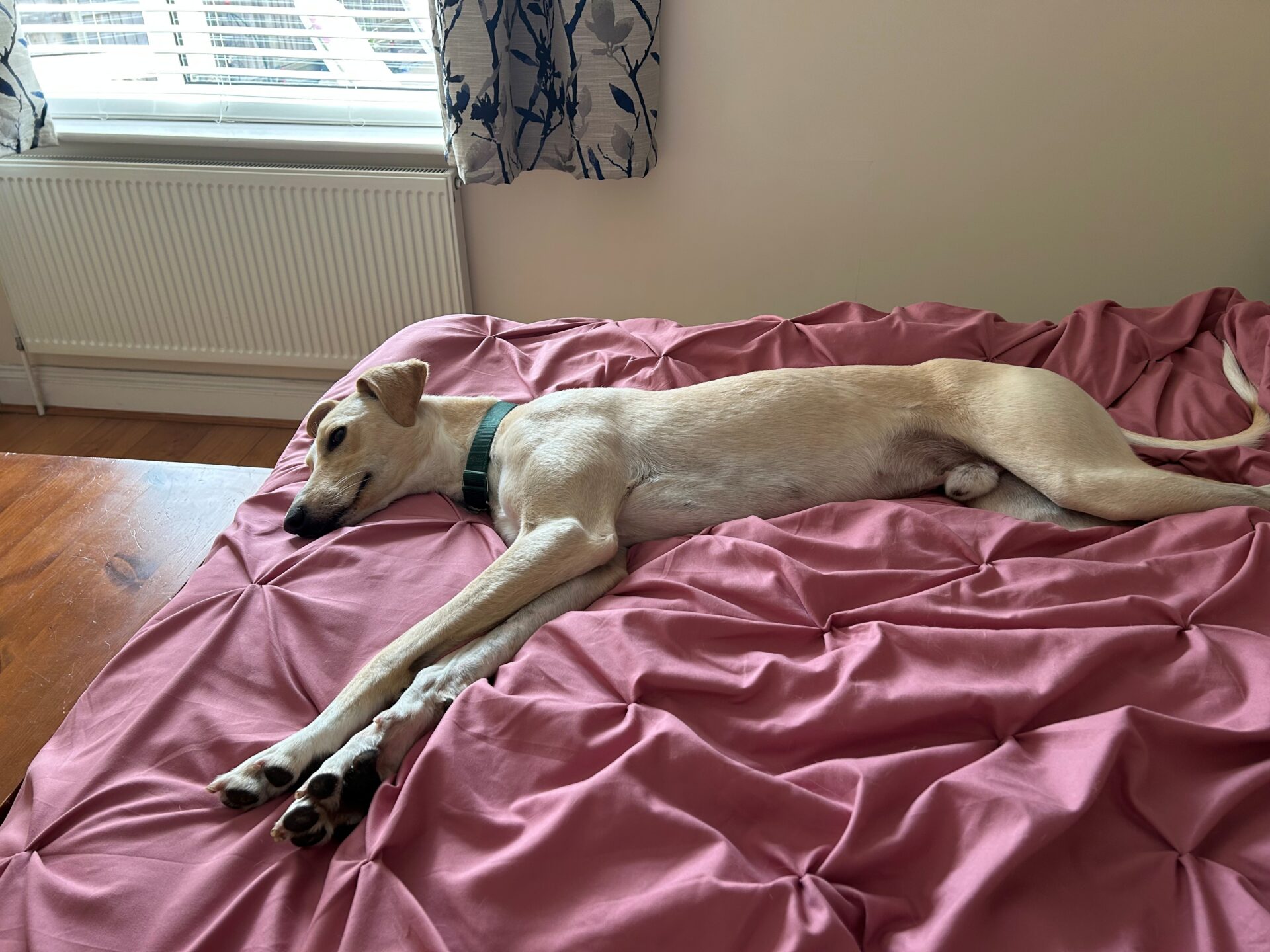 A light brown lurcher dog named Mr Chips, wearing a green collar, is lying stretched out on a pink, textured bedspread in a sunlit room with a window and patterned curtains.