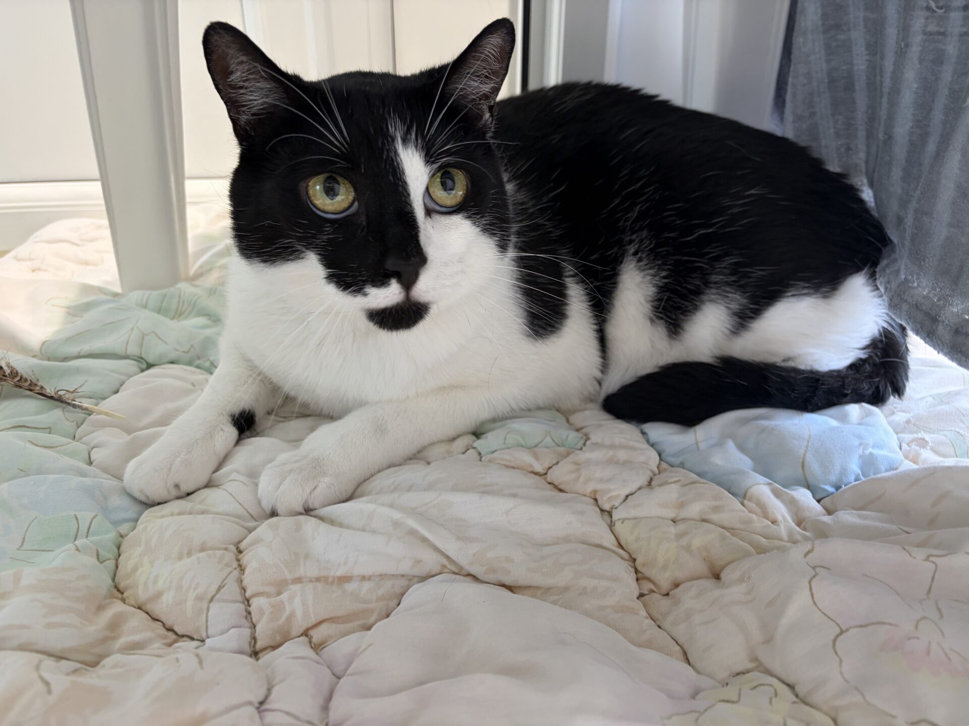 A black and white cat with yellow eyes is lying on a light-coloured, floral-patterned quilt, looking towards the camera.