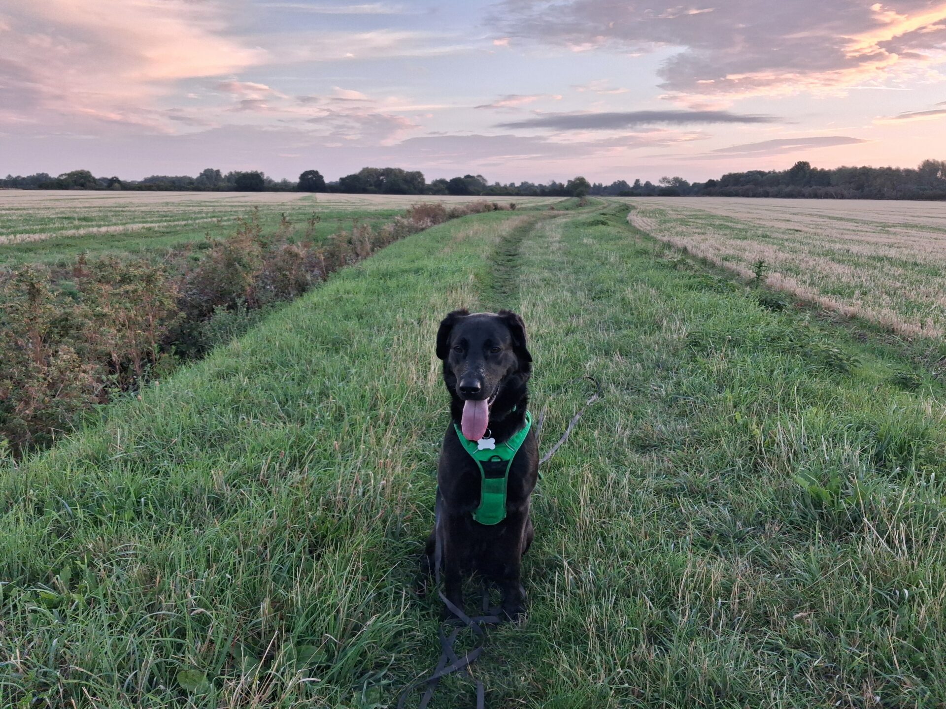 A black dog named Molly, a Labrador cross German Shepherd, wearing a green harness sits on a grassy path in a field at sunset, with pink and purple clouds in the sky.