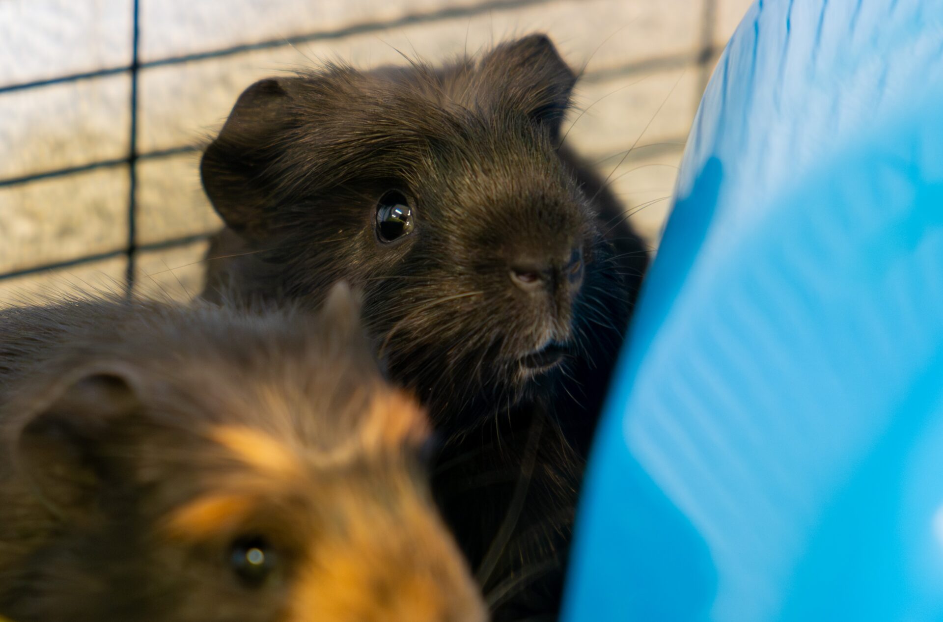 Close-up of two guinea pigs in an enclosure, one mostly black with a bit of white on its nose, the other with brown and black fur; a blue plastic object is partially visible on the right.