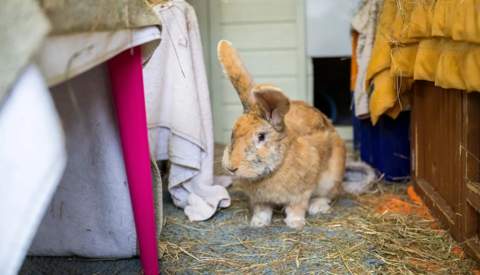 A light brown rabbit with upright ears sits on a floor covered in hay, between a pink table leg and a wooden structure, in a cosy indoor setting.
