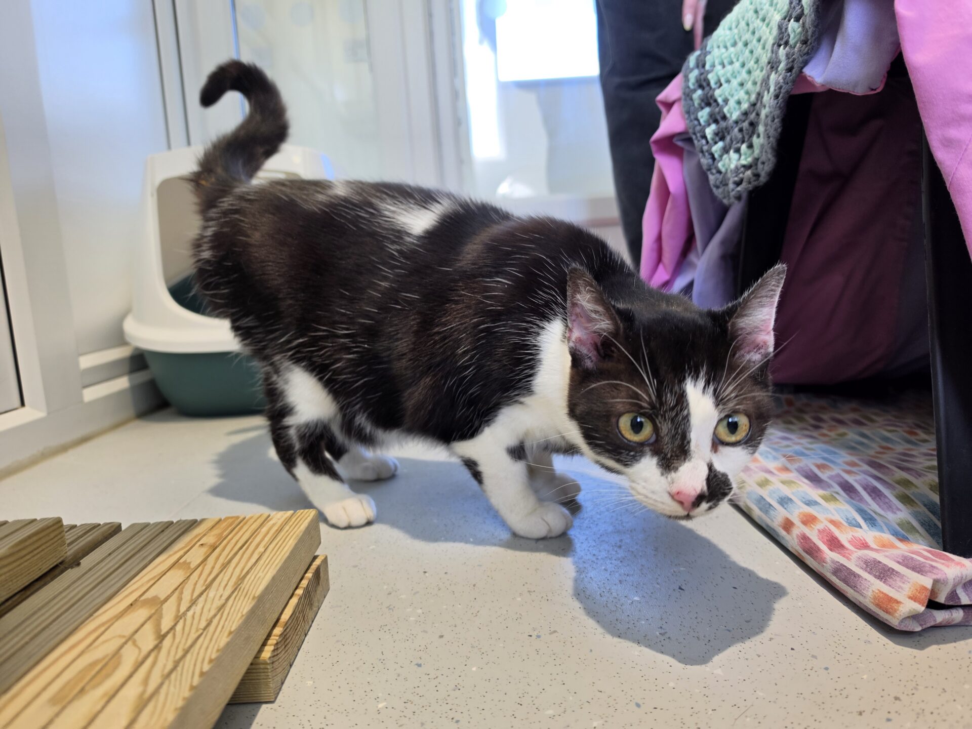 A black and white cat with green eyes crouches on a floor near blankets and a wooden board, looking curiously at the camera.