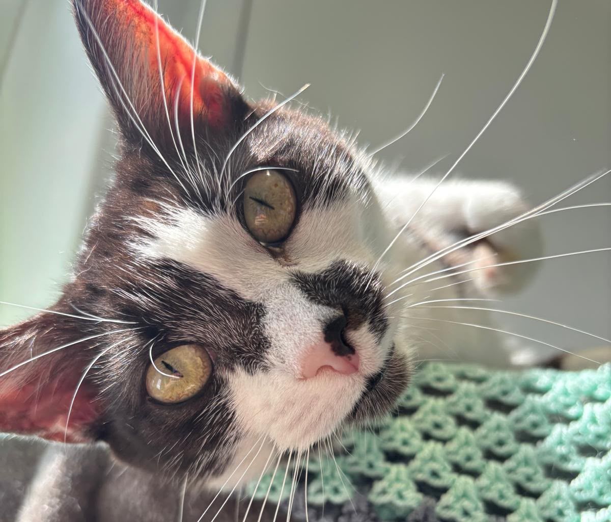 A close-up of a black and white cat with green eyes, pink nose, and long whiskers, lying on a green crocheted blanket in bright sunlight.
