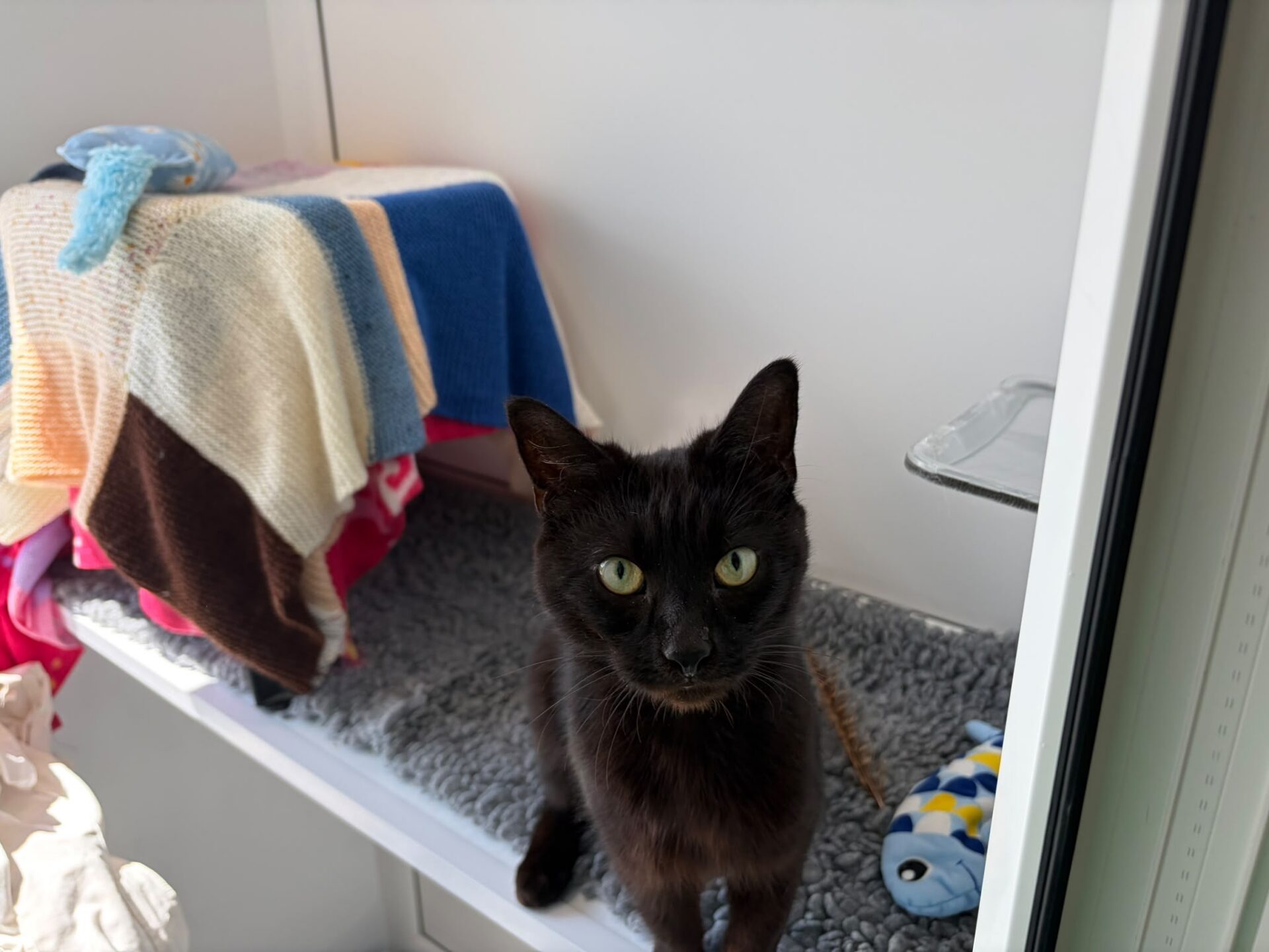 A black cat with green eyes sits on a grey mat in a white enclosure, next to a colourful blanket and a blue fish-shaped toy.