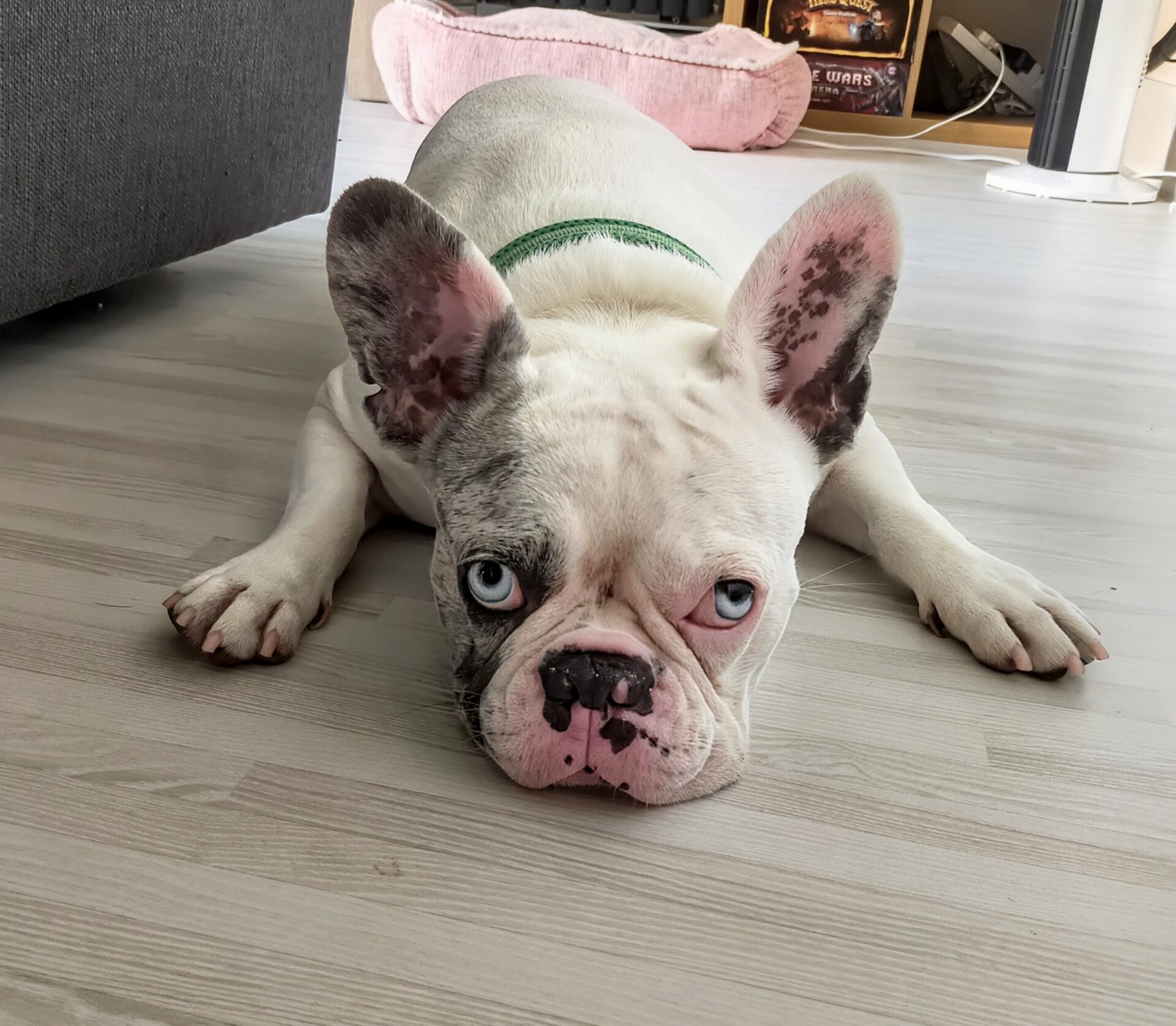 A white and grey French bulldog with different coloured eyes lies flat on a light wood floor, looking directly at the camera. A pink dog bed and shelves are visible in the background.
