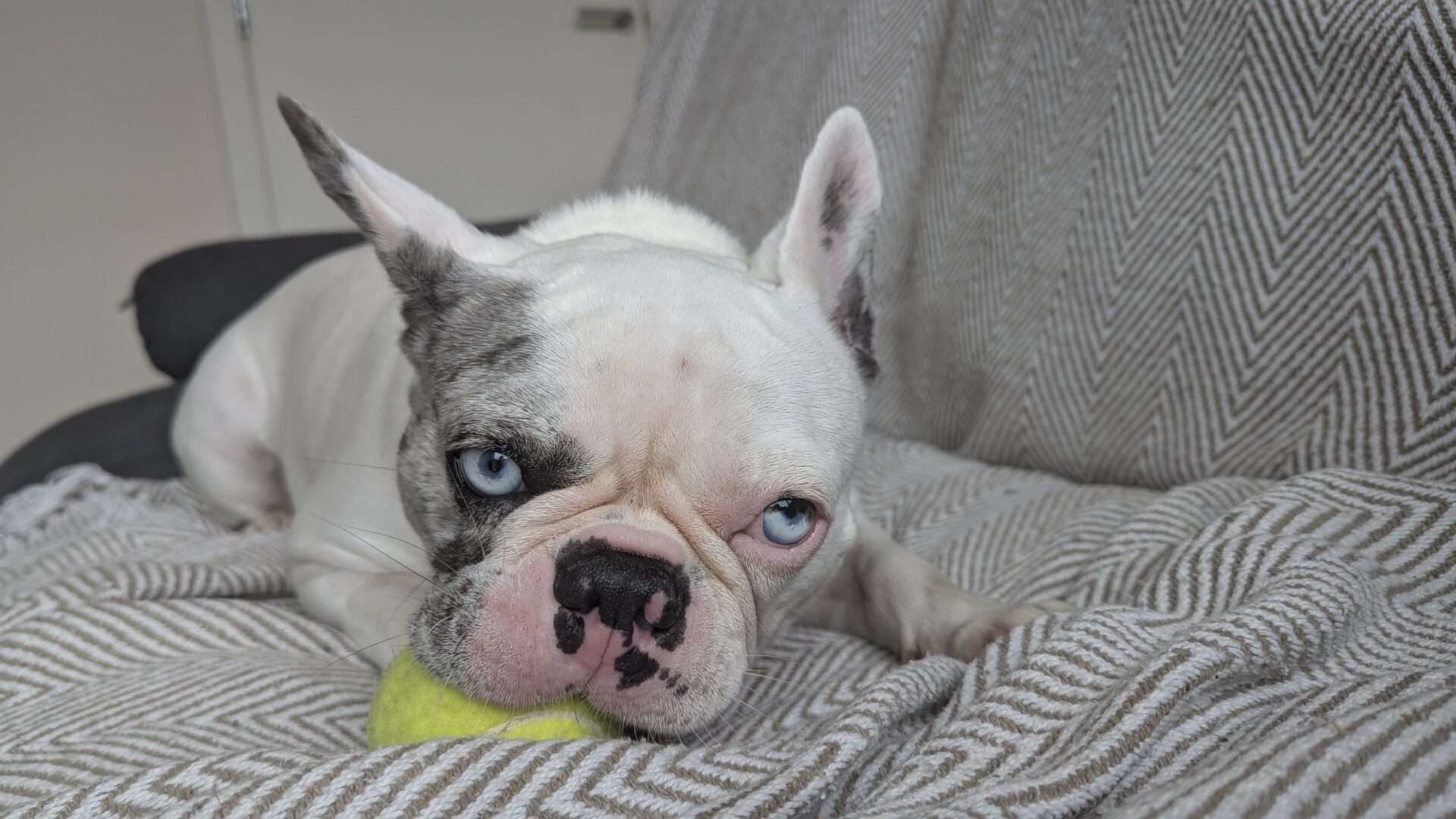 A white and grey French Bulldog named Blu with heterochromia lies on a patterned blanket, resting its head on a yellow tennis ball and looking directly at the camera.