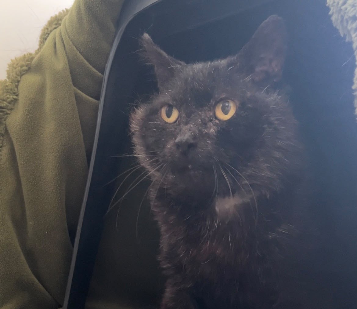 A black cat with yellow eyes and a patchy nose sits inside a soft green carrycot, looking alert and slightly to the side.