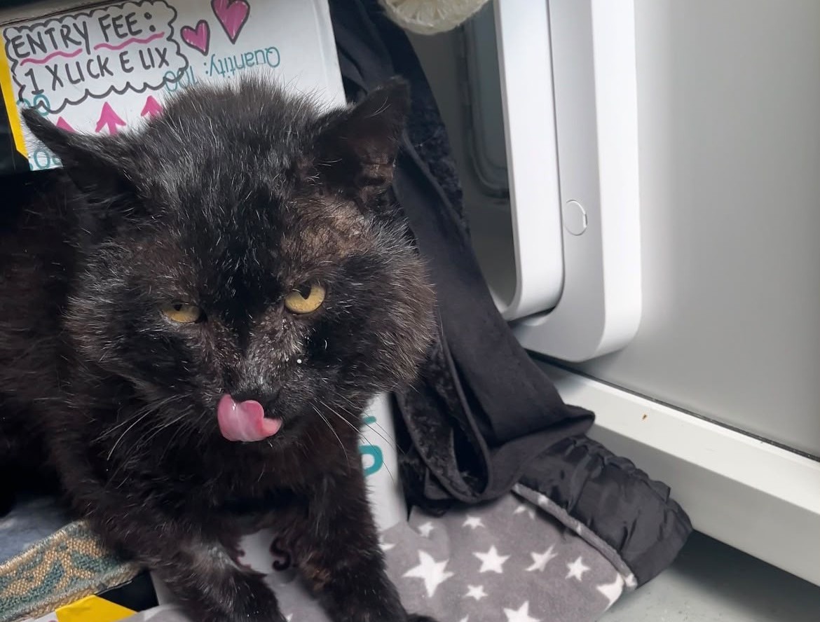A black cat with a rough coat licks its nose, sitting among clothes and blankets near a white appliance. Handwritten notes with hearts and colourful text are visible in the background.