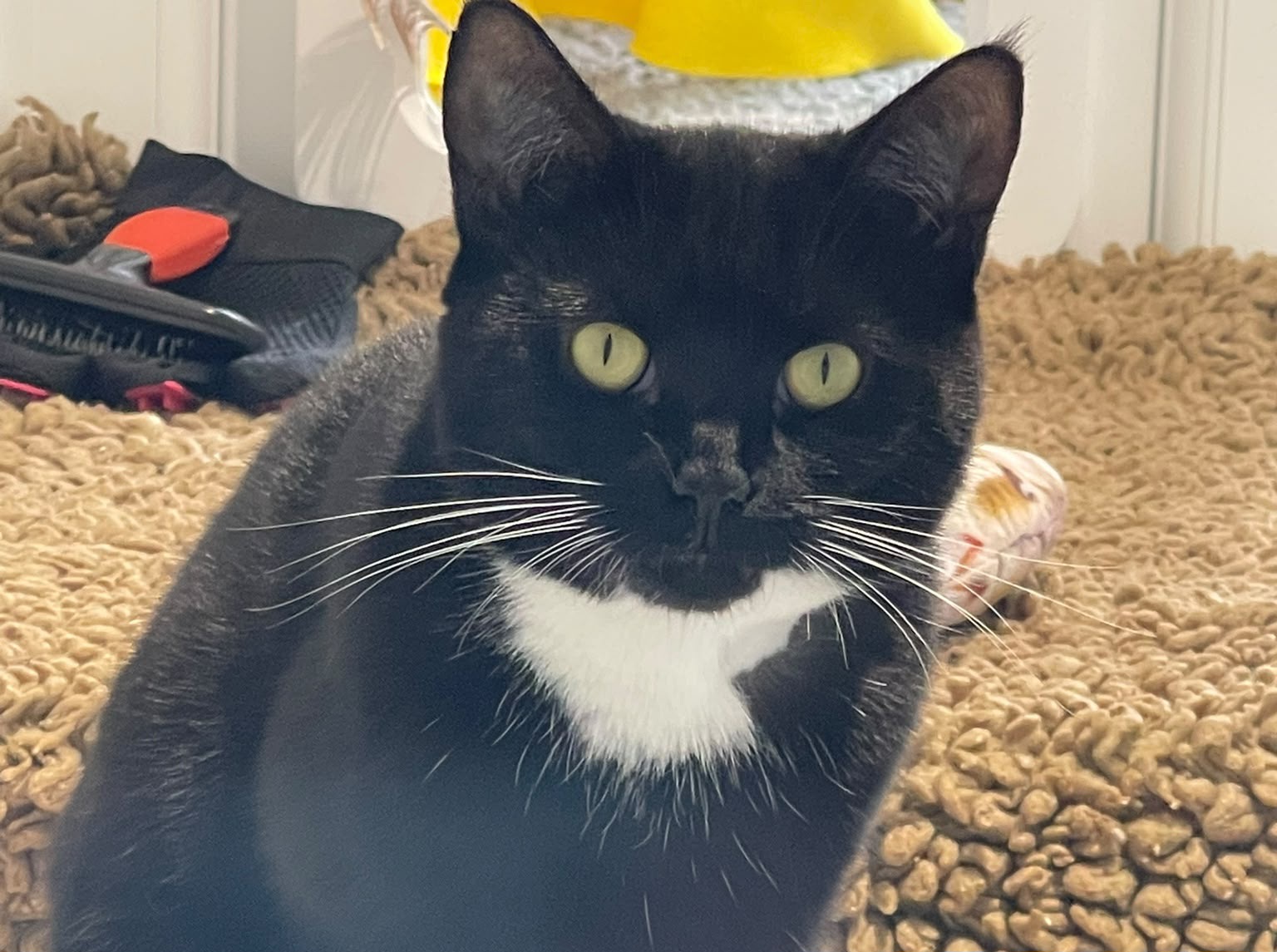 A black and white cat with yellow eyes sits on a tan textured blanket, with a brush and other pet items in the background.