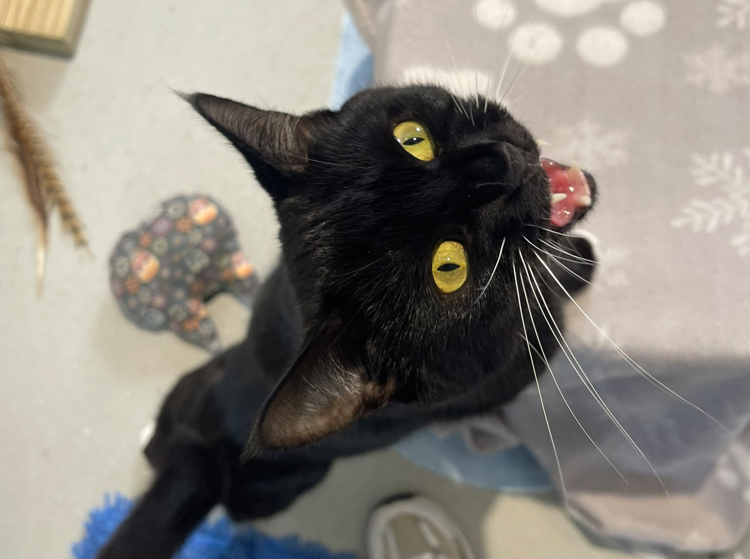 A black cat with bright yellow eyes looks up and miaows, standing on a light floor near a blanket with paw prints.