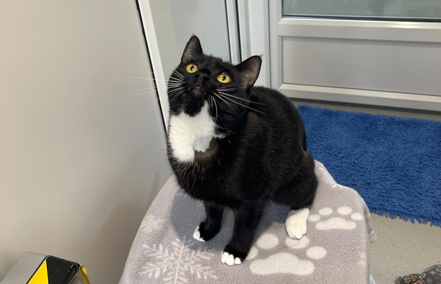 A black cat with white paws and chest sits on a pawprint blanket, looking up. There is a blue rug and glass door in the background.