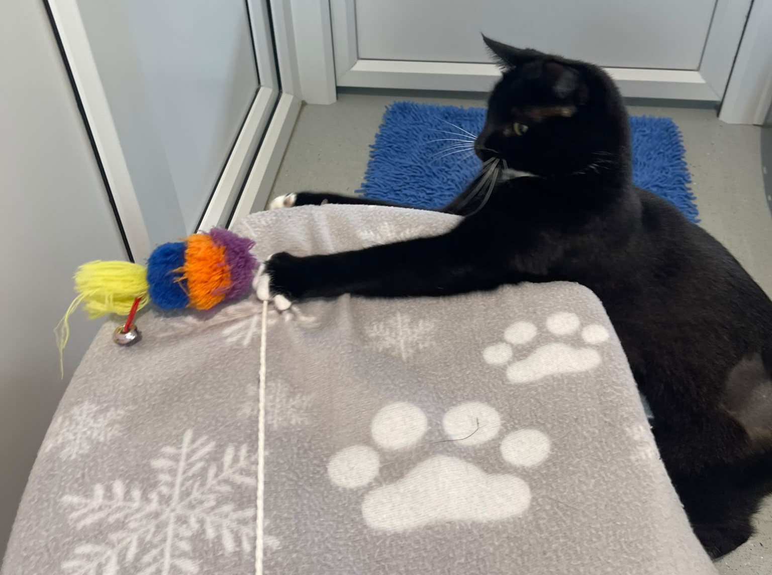 A black and white cat stretches a paw to play with a colourful toy on a string atop a grey blanket with snowflake and paw print patterns.