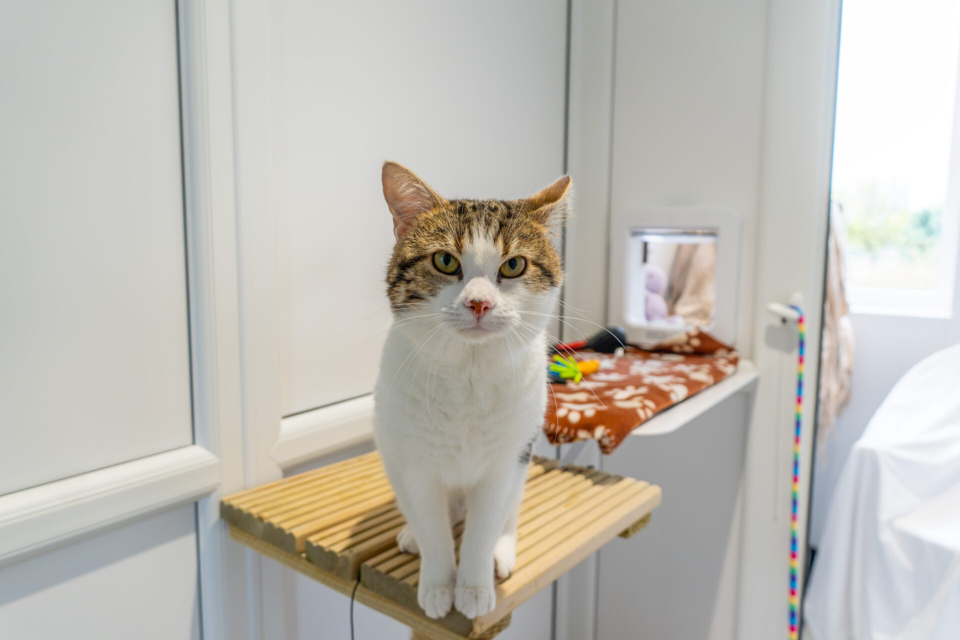 A brown and white cat stands on a wooden shelf, looking directly at the camera in a bright room with white walls and a patterned cloth on a nearby table.