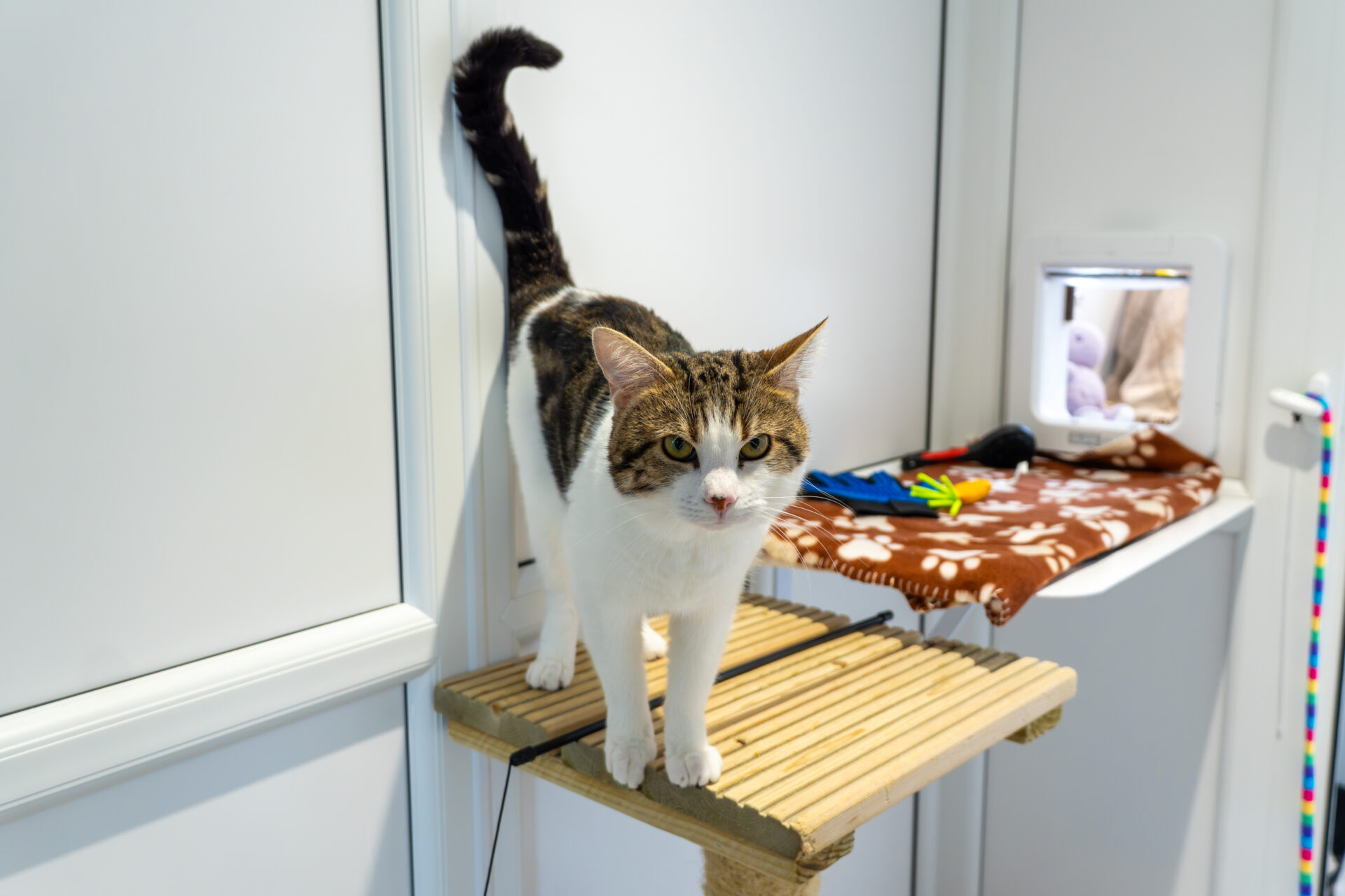 A tabby and white cat stands on a wooden perch in a bright room, looking at the camera. Nearby, a brown blanket with white paw prints covers a shelf with cat toys and grooming items.
