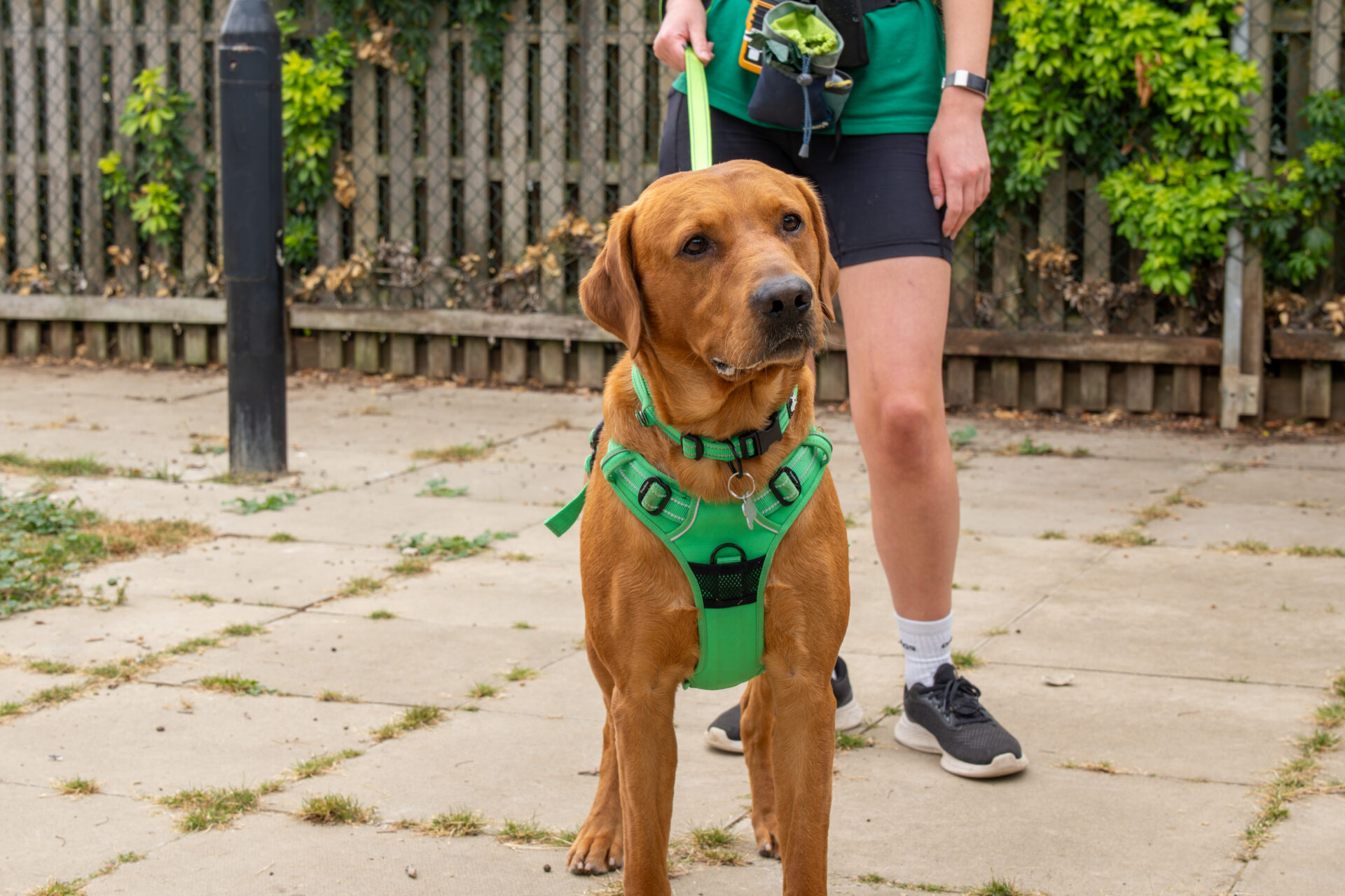 A brown dog wearing a green harness stands on a paved path beside a person in shorts, with greenery and a fence in the background.