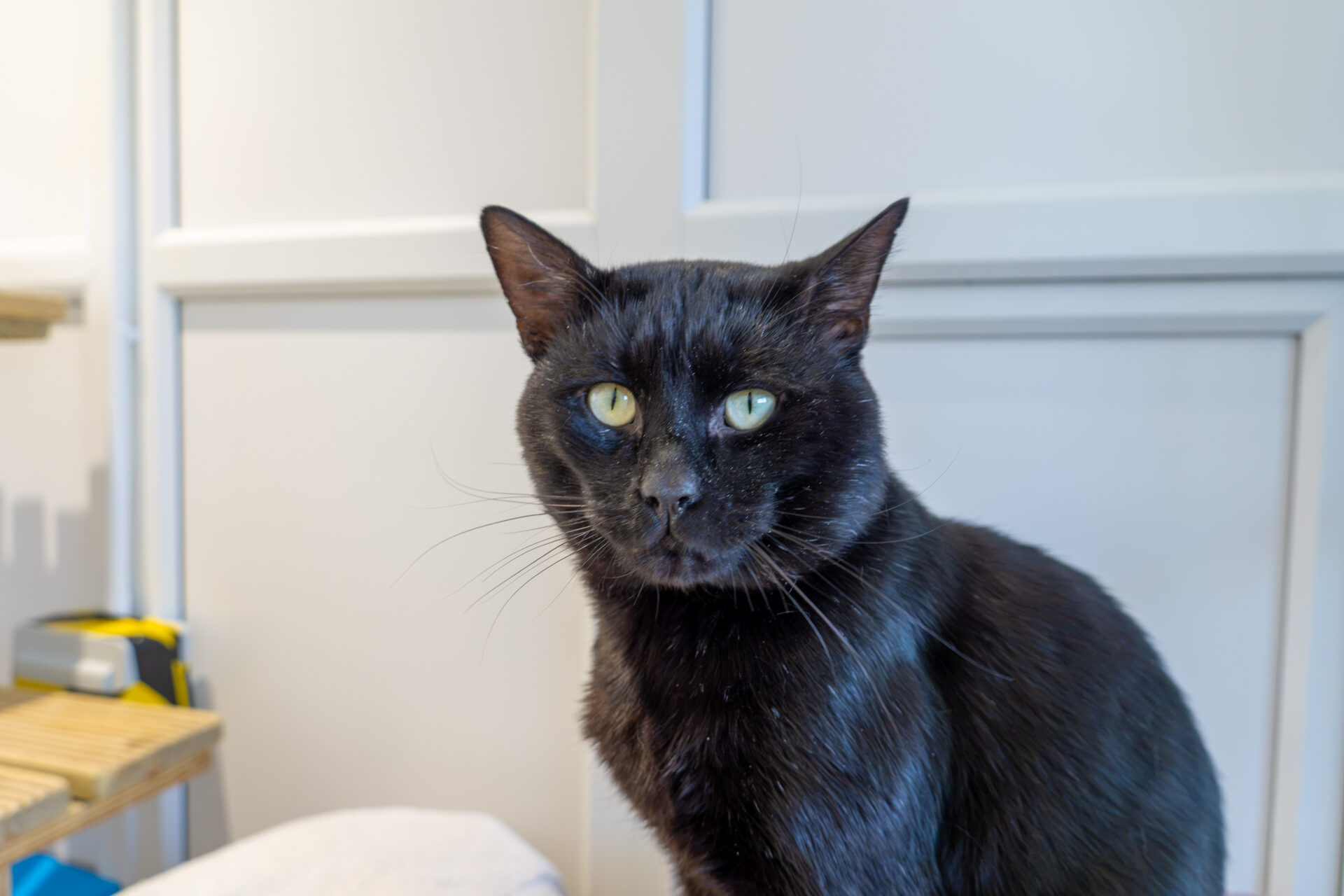 A black cat with green eyes sits indoors, looking directly at the camera. The background features light-coloured panelled walls and a wooden shelf.