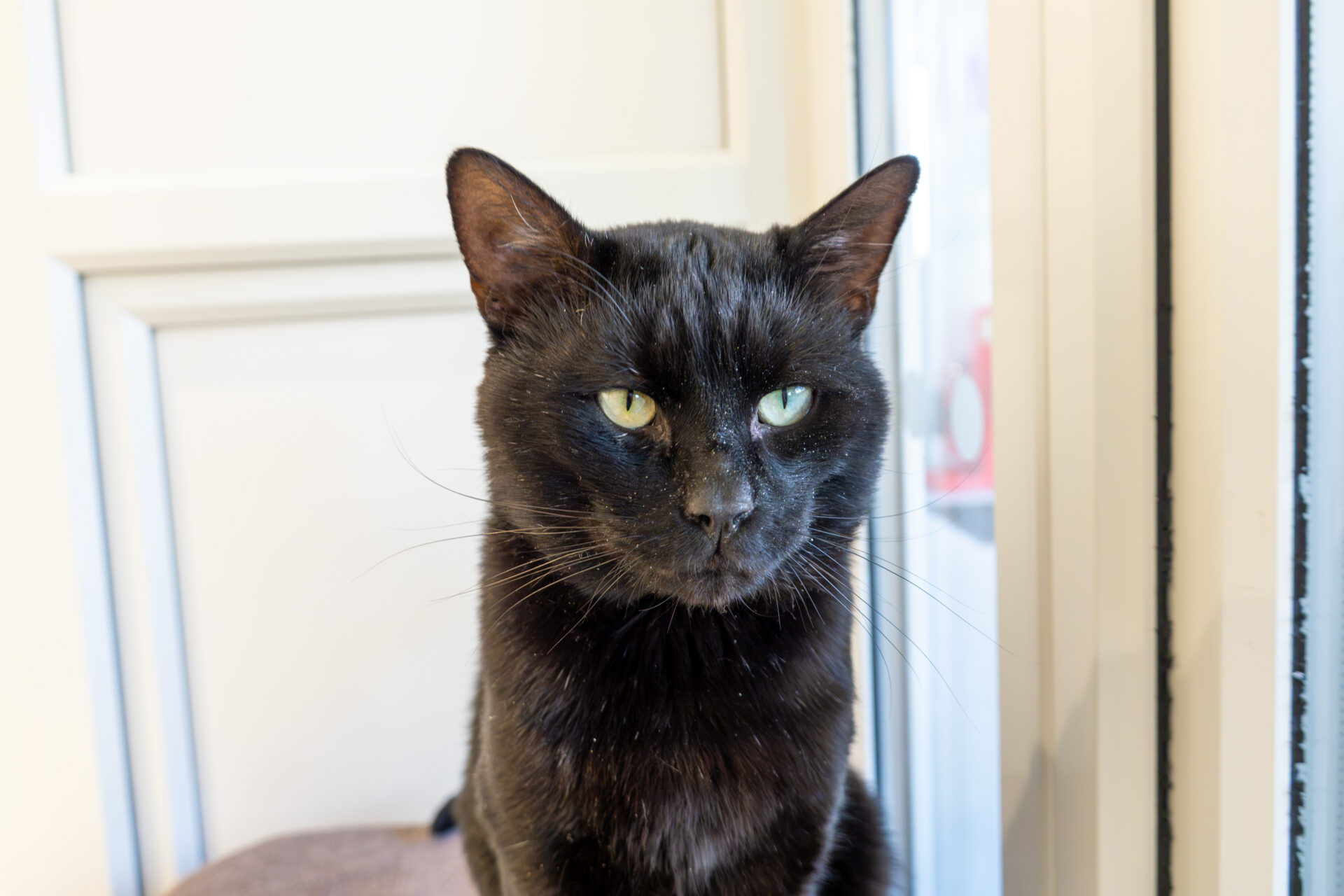 A black cat with green eyes sits indoors near a window, looking slightly to the side with a calm expression.