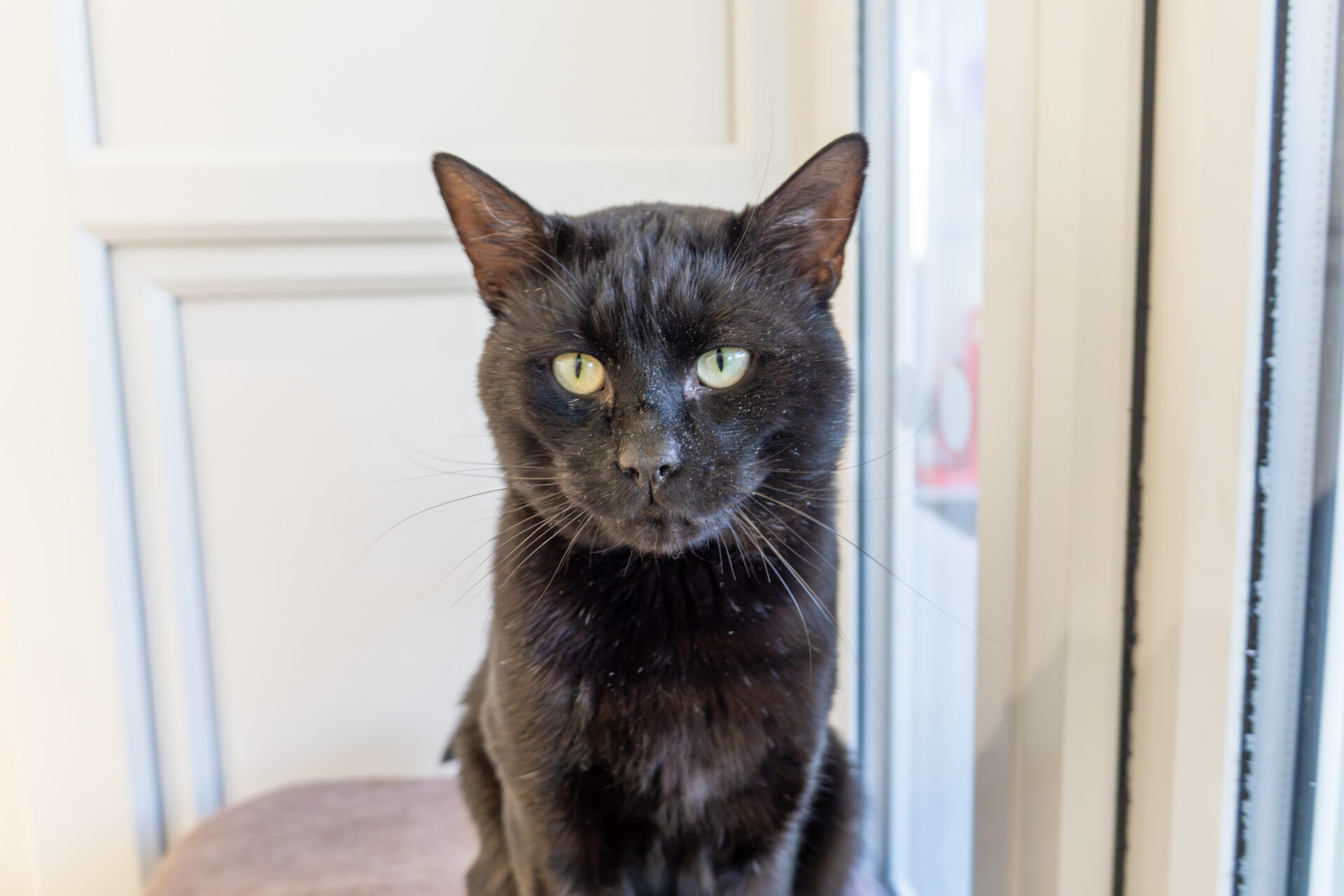 A black cat with green eyes sits indoors in front of a window, looking directly at the camera.