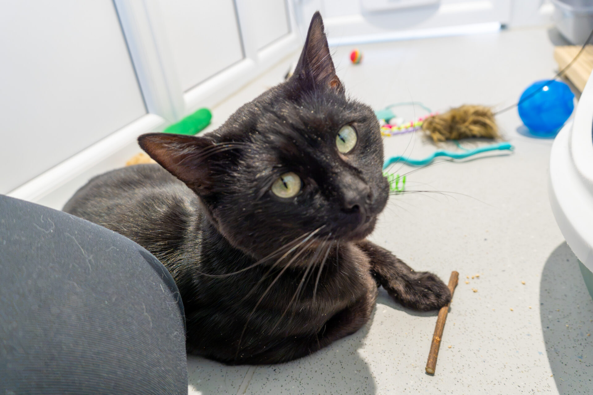 A black cat with green eyes lies on a light-coloured floor surrounded by various cat toys, looking up towards the camera.