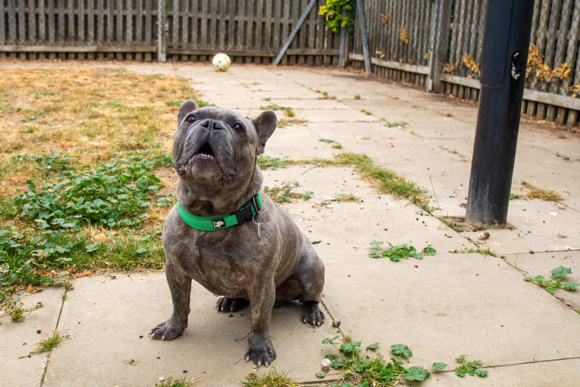 A brindle French Bulldog wearing a green collar sits on a patio, looking up with its mouth open. The background shows a garden with some grass, a football, and a wooden fence.