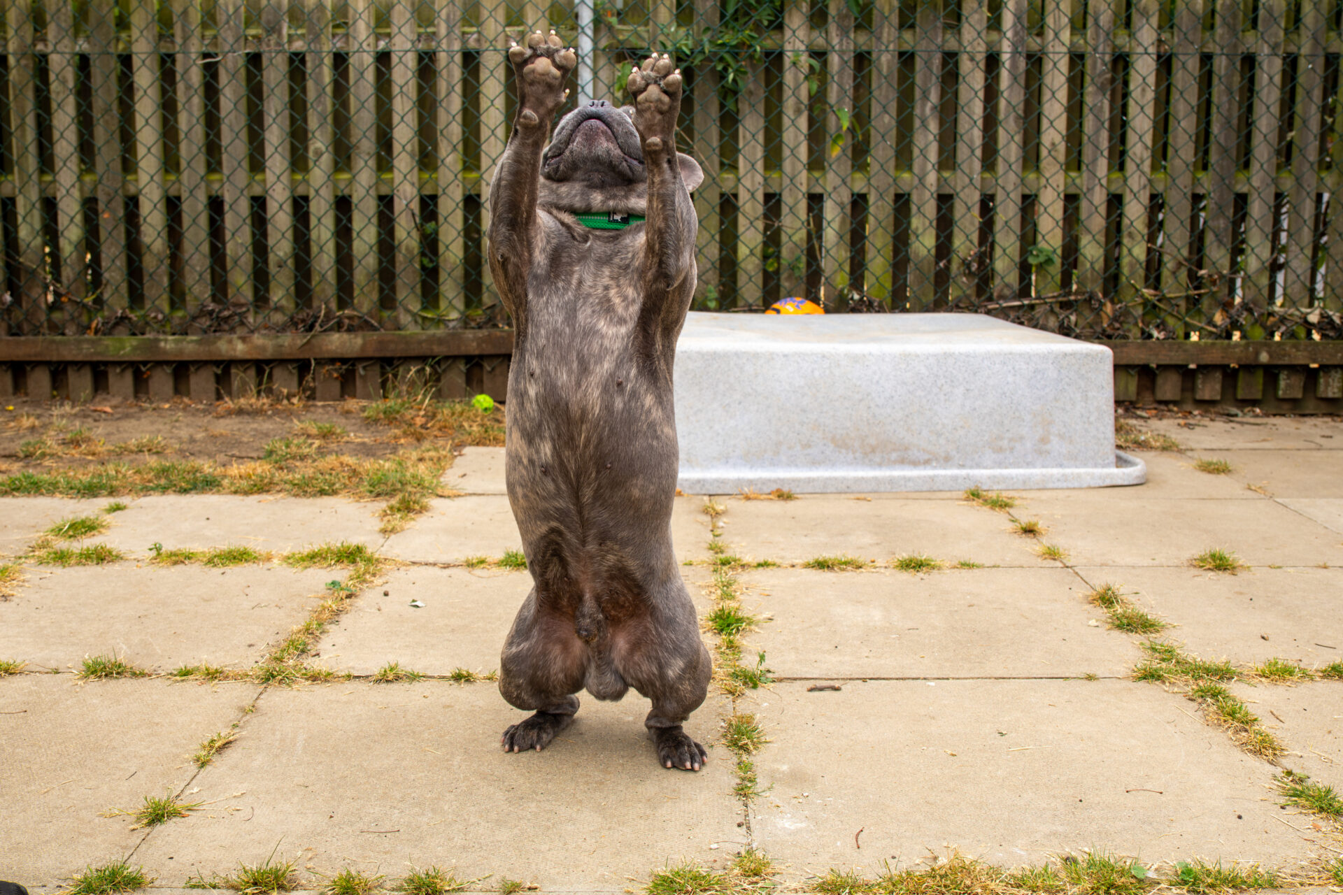 A brindle French Bulldog stands on its hind legs with front paws raised, as if reaching up, on a paved patio with a fence and some grass in the background.