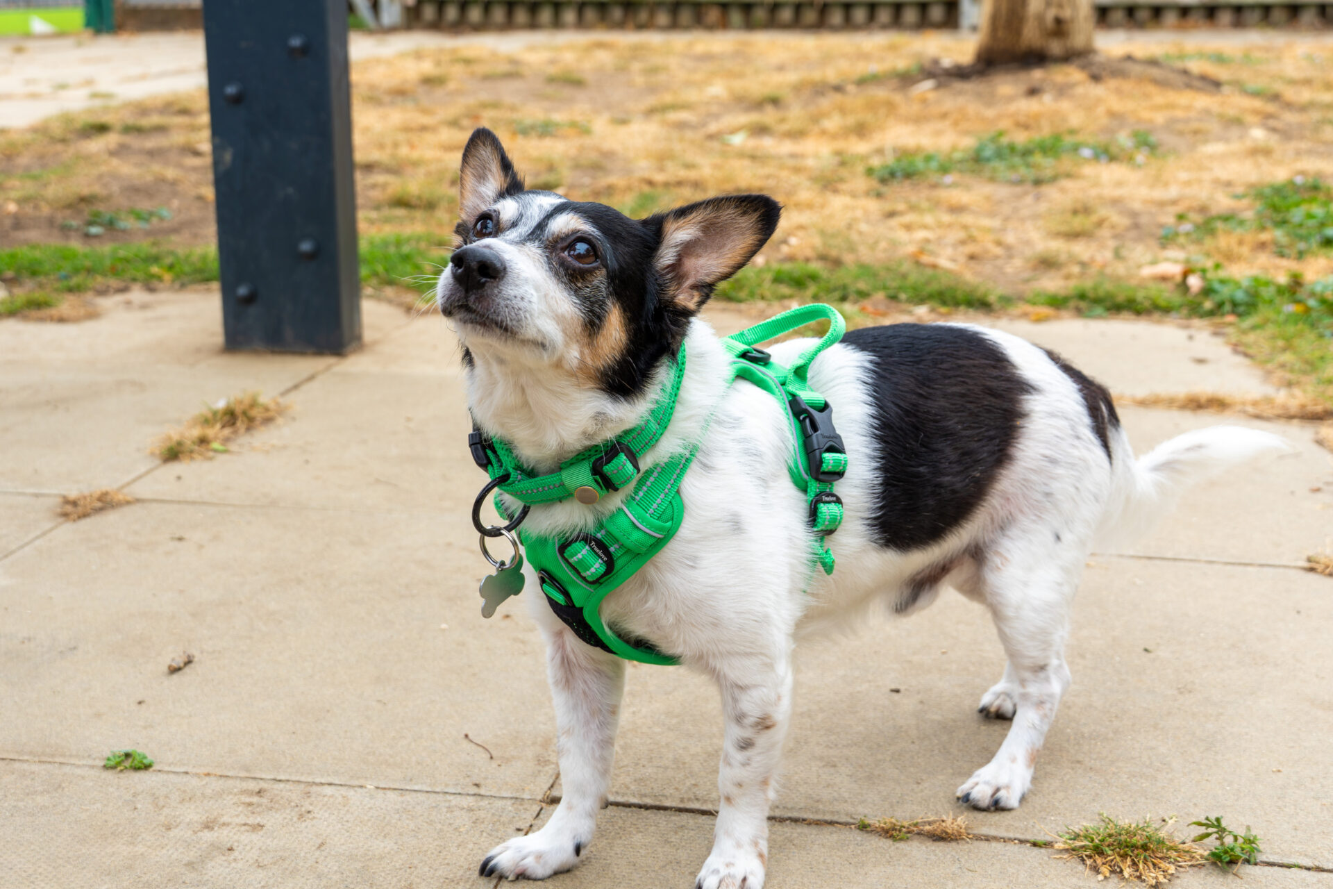 A small black and white dog wearing a bright green harness stands on a paved area outdoors, looking up attentively. Grass and a wooden fence are visible in the background.