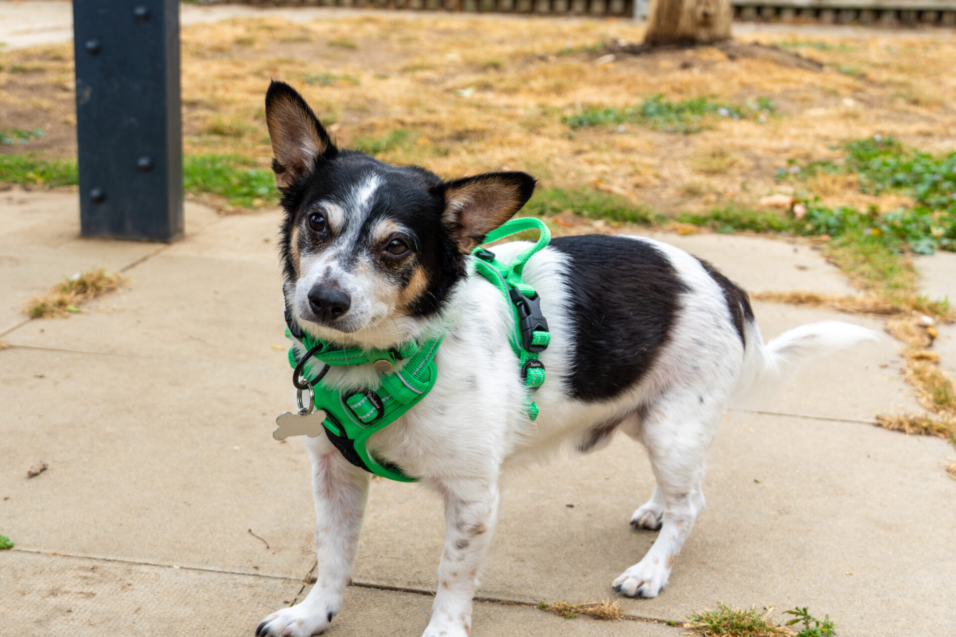 A small black and white dog with a green harness stands on a paved path, looking up with one ear up and one ear down. The background shows dry grass and some green patches.