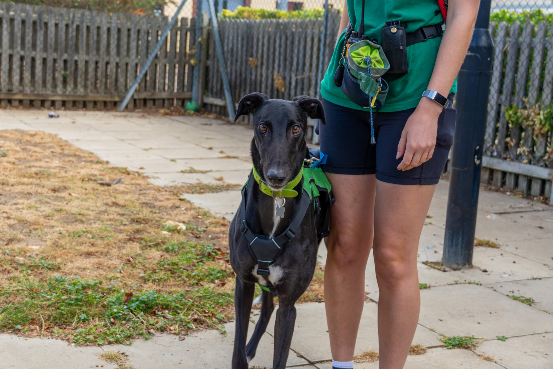 A black greyhound wearing a green harness stands beside a person in shorts and a green shirt, who is holding a treat pouch, in an outdoor fenced area with dry grass and pavement.