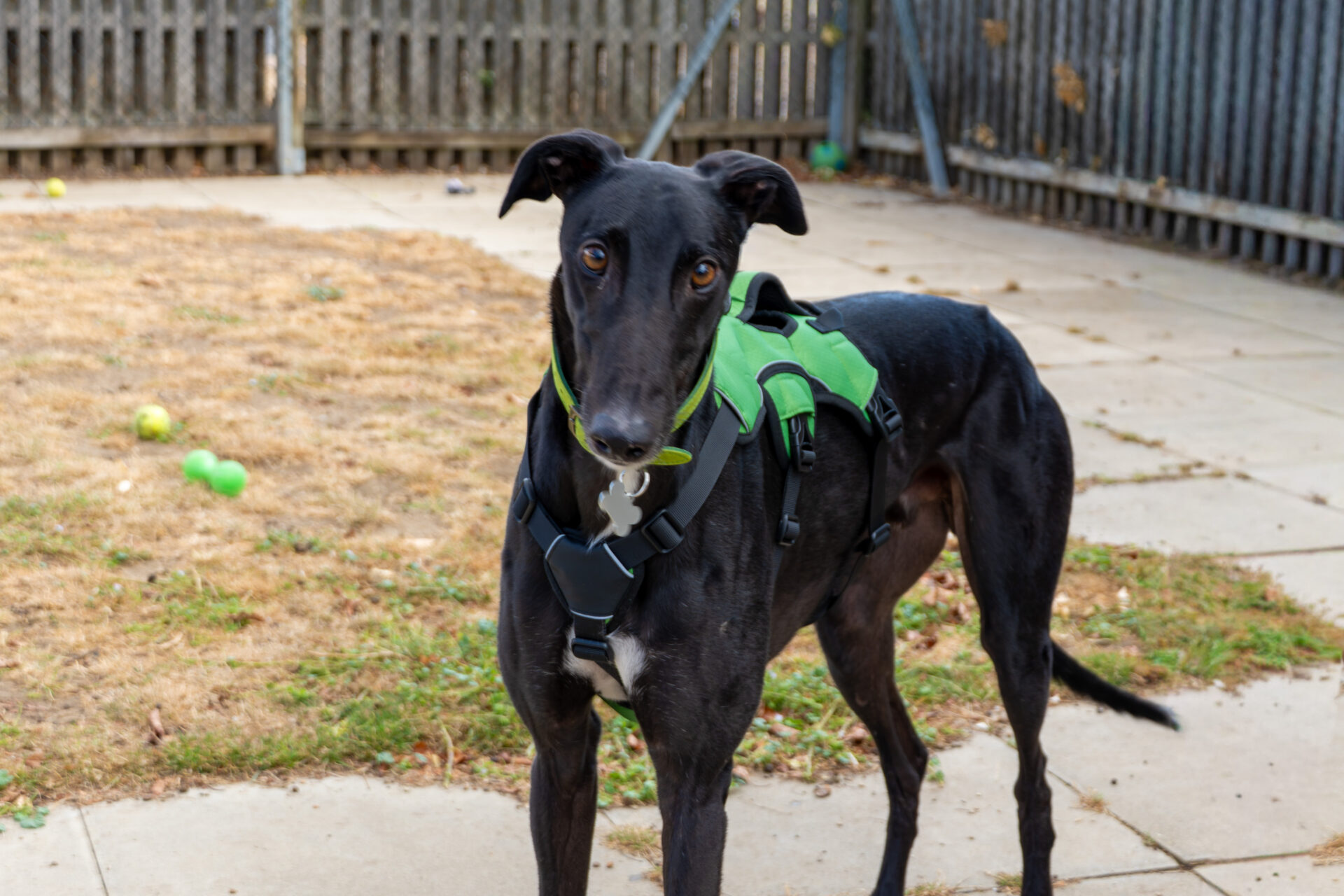 A black greyhound wearing a green harness stands on a patio with dry grass and scattered toys, looking directly at the camera.