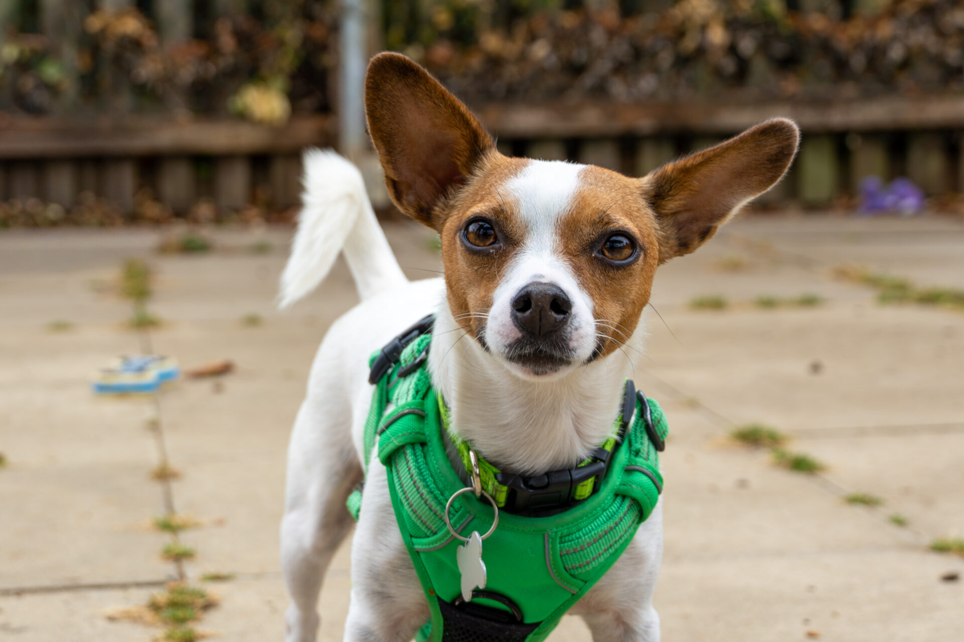 Small dog with large ears, white and brown fur, and a green harness stands on a paved surface outdoors, looking directly at the camera. Blurred background shows a fence and scattered leaves.