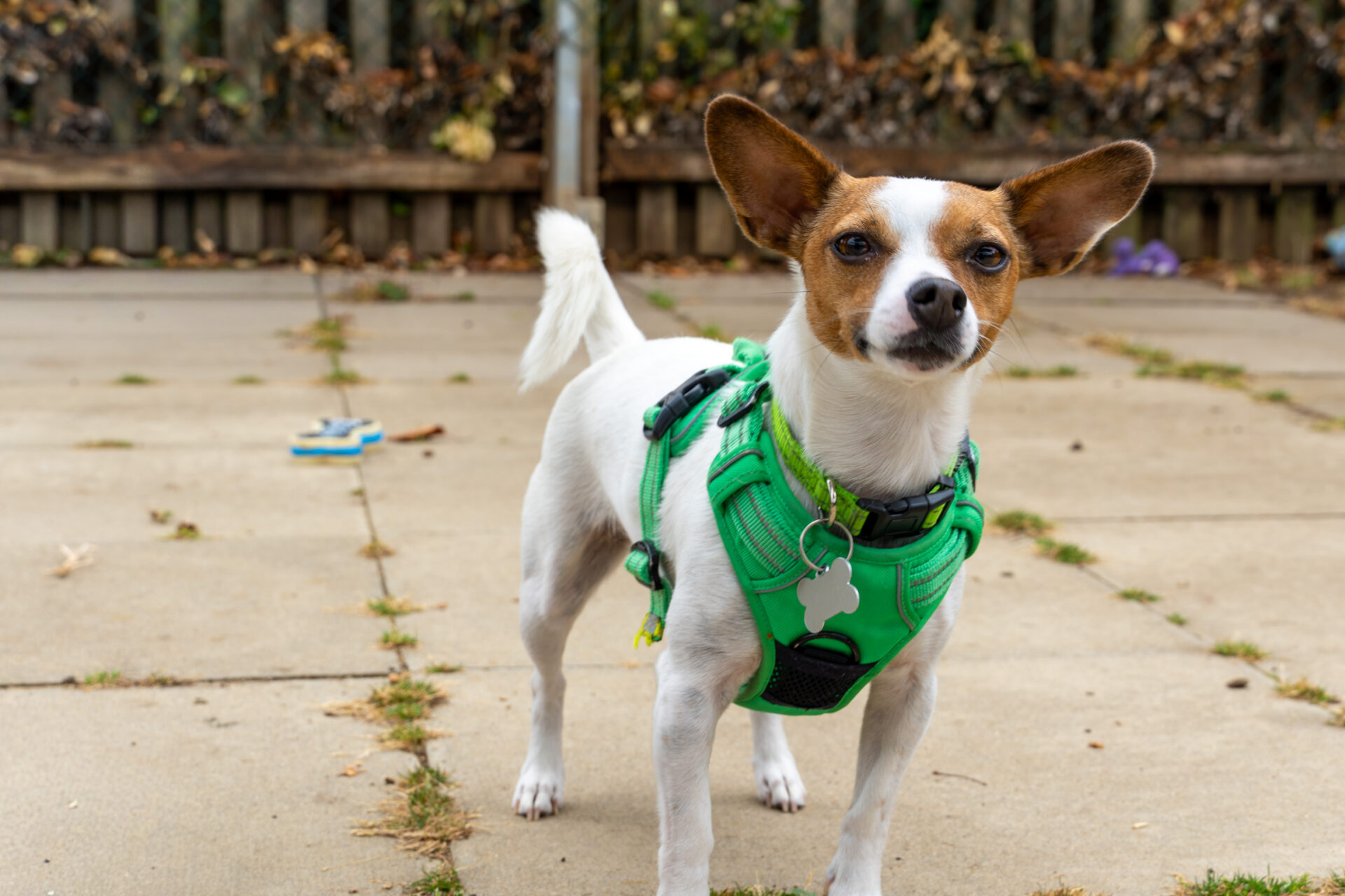 Small white and brown dog wearing a bright green harness stands on a patio with ears perked up, facing the camera. The background shows a wooden fence and scattered toys.
