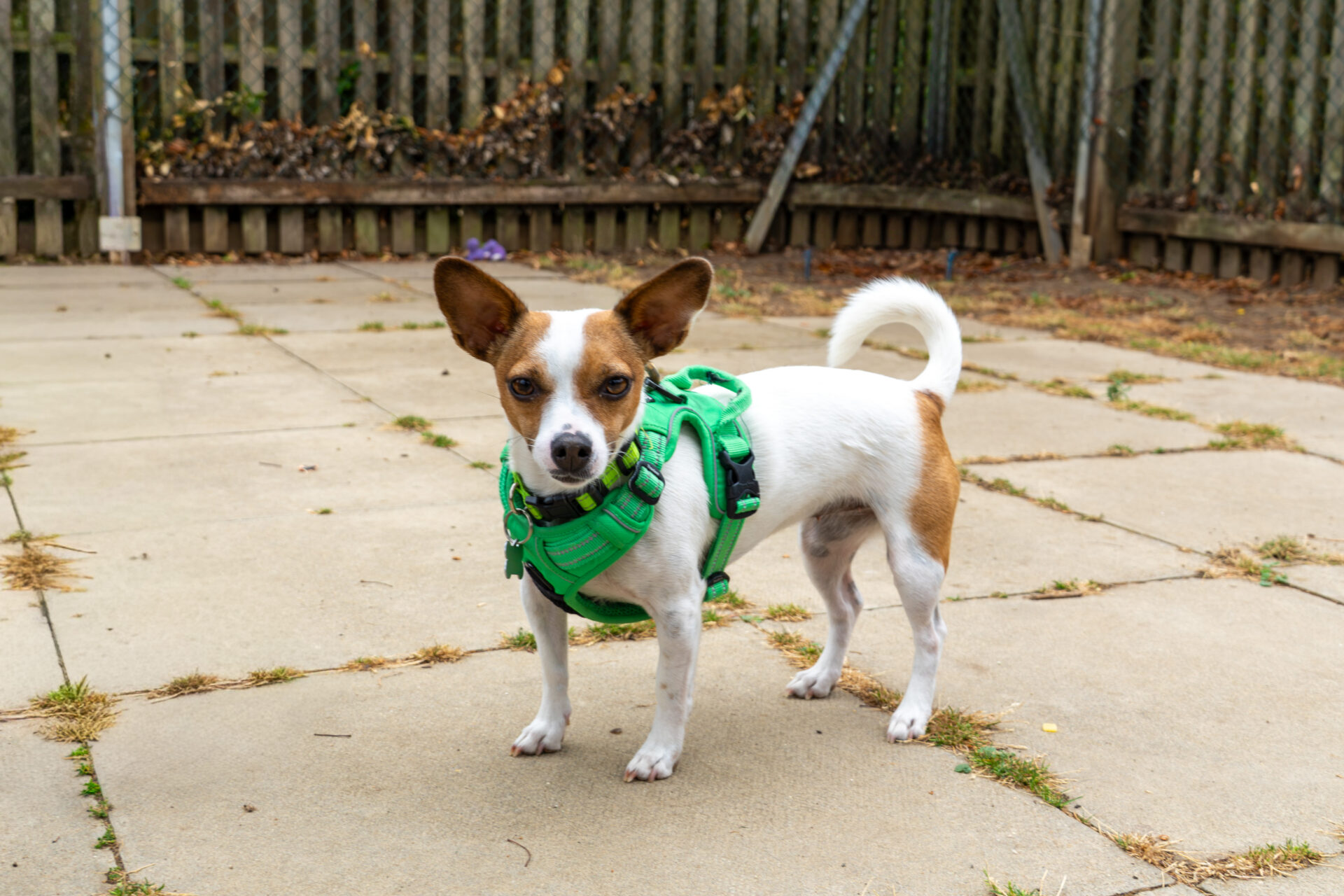 A small white and brown Jack Russell Terrier cross Chihuahua, wearing a bright green harness, stands on a patio with dry grass patches, next to a wooden fence.
