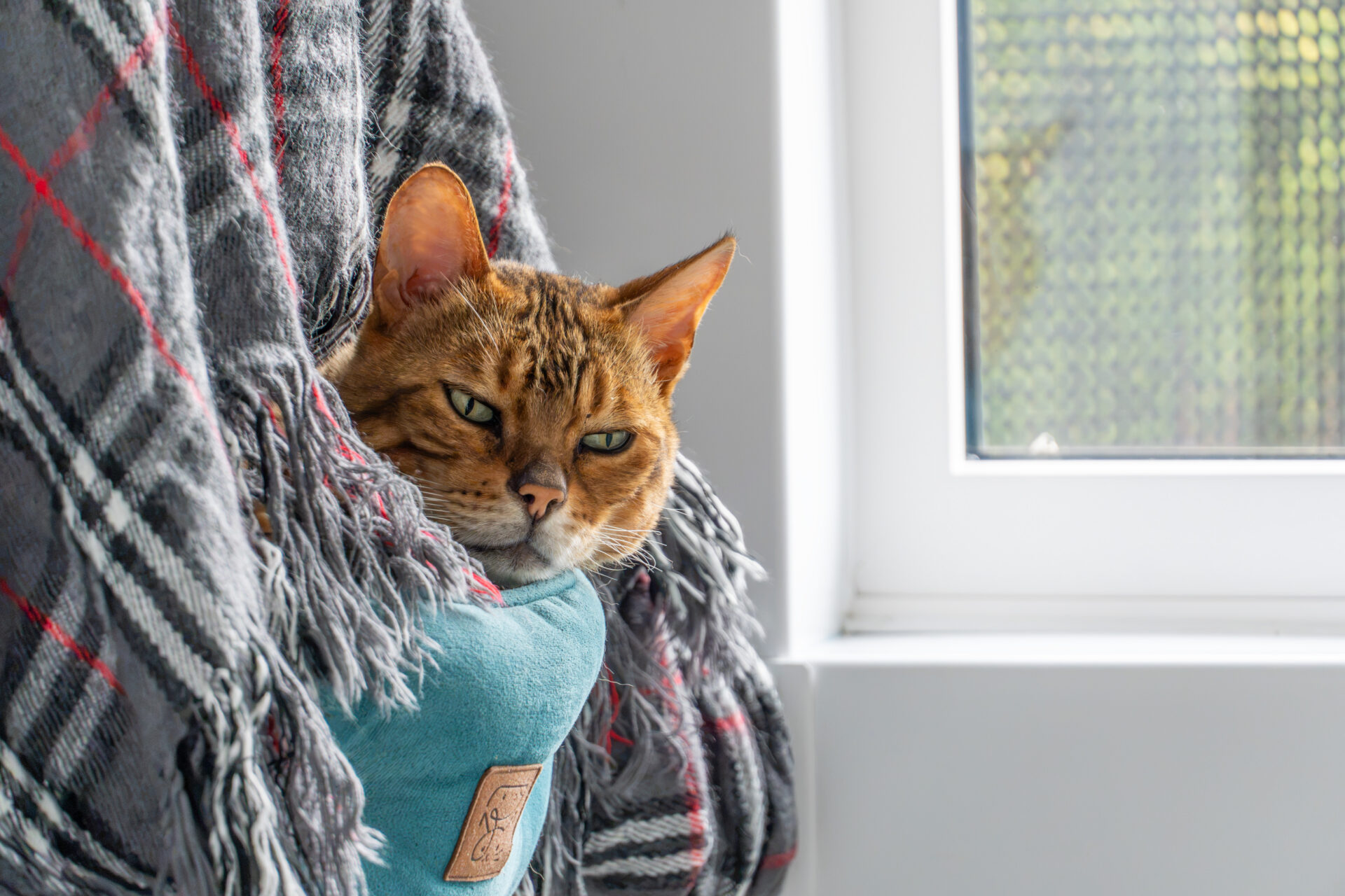 A brown and black tabby cat looks out from a cosy teal sling, partially covered by a grey checked blanket, next to a bright window.