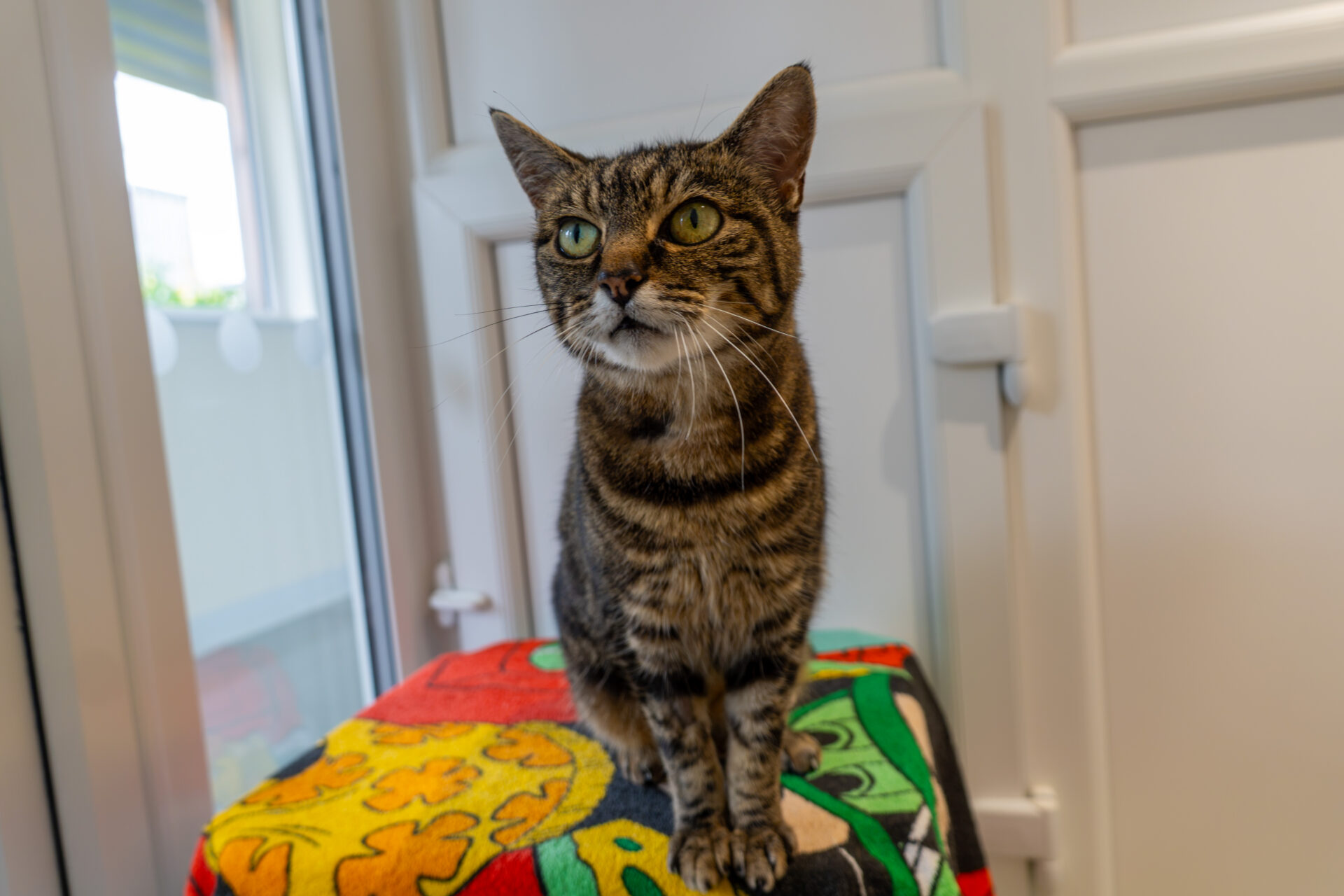 A tabby cat with green eyes sits on a colourful blanket by a window in a bright room.