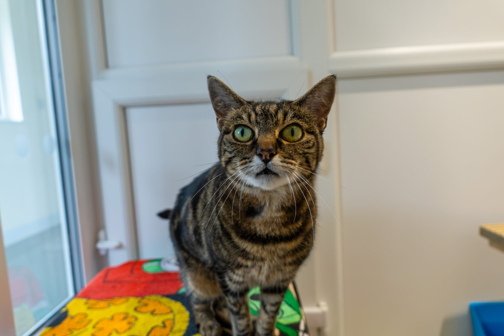 A tabby cat with green eyes stands on a colourful blanket, looking directly at the camera, indoors near a window and white panelled walls.