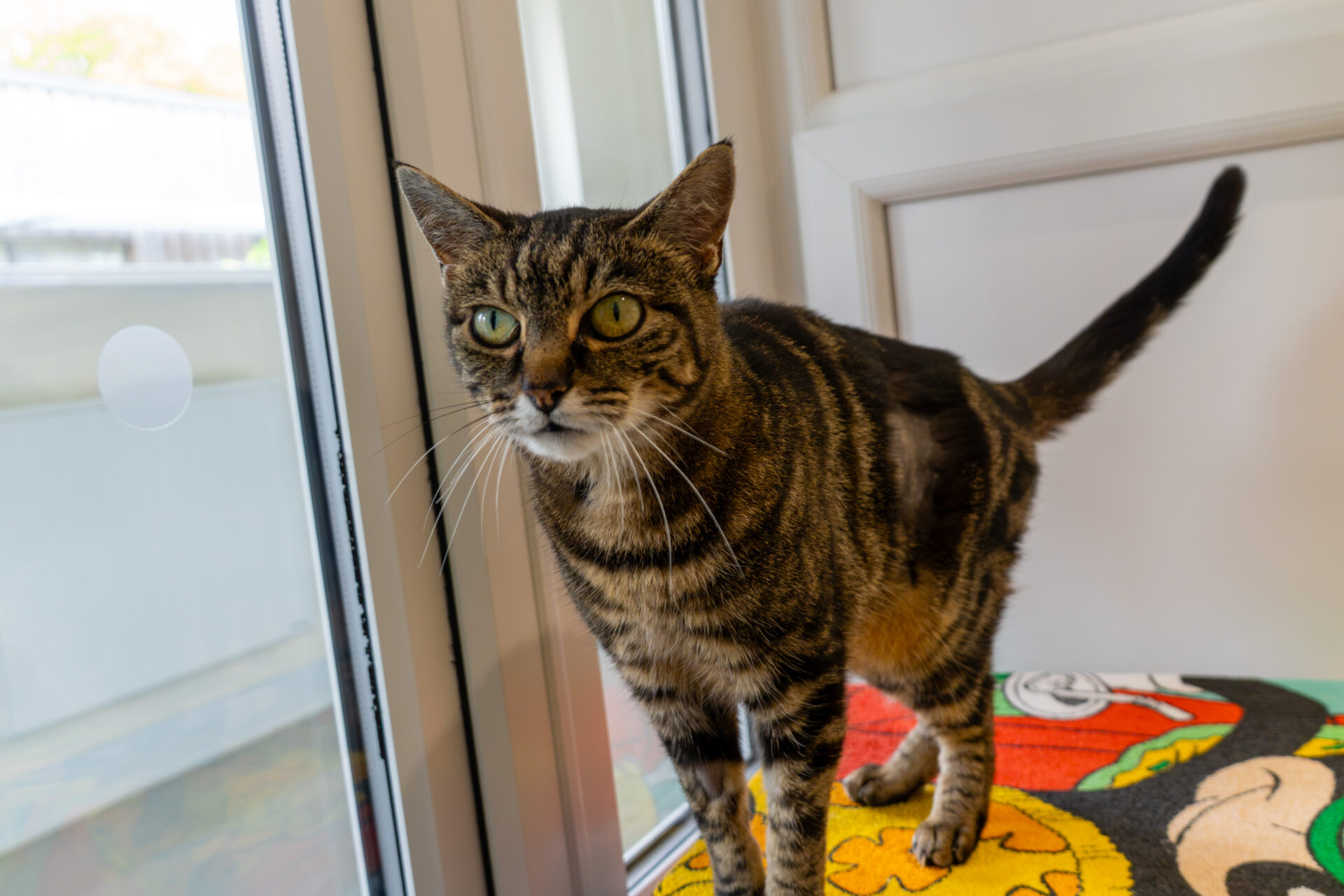 A tabby cat with green eyes stands on a colourful blanket by a window, looking alert and curious.