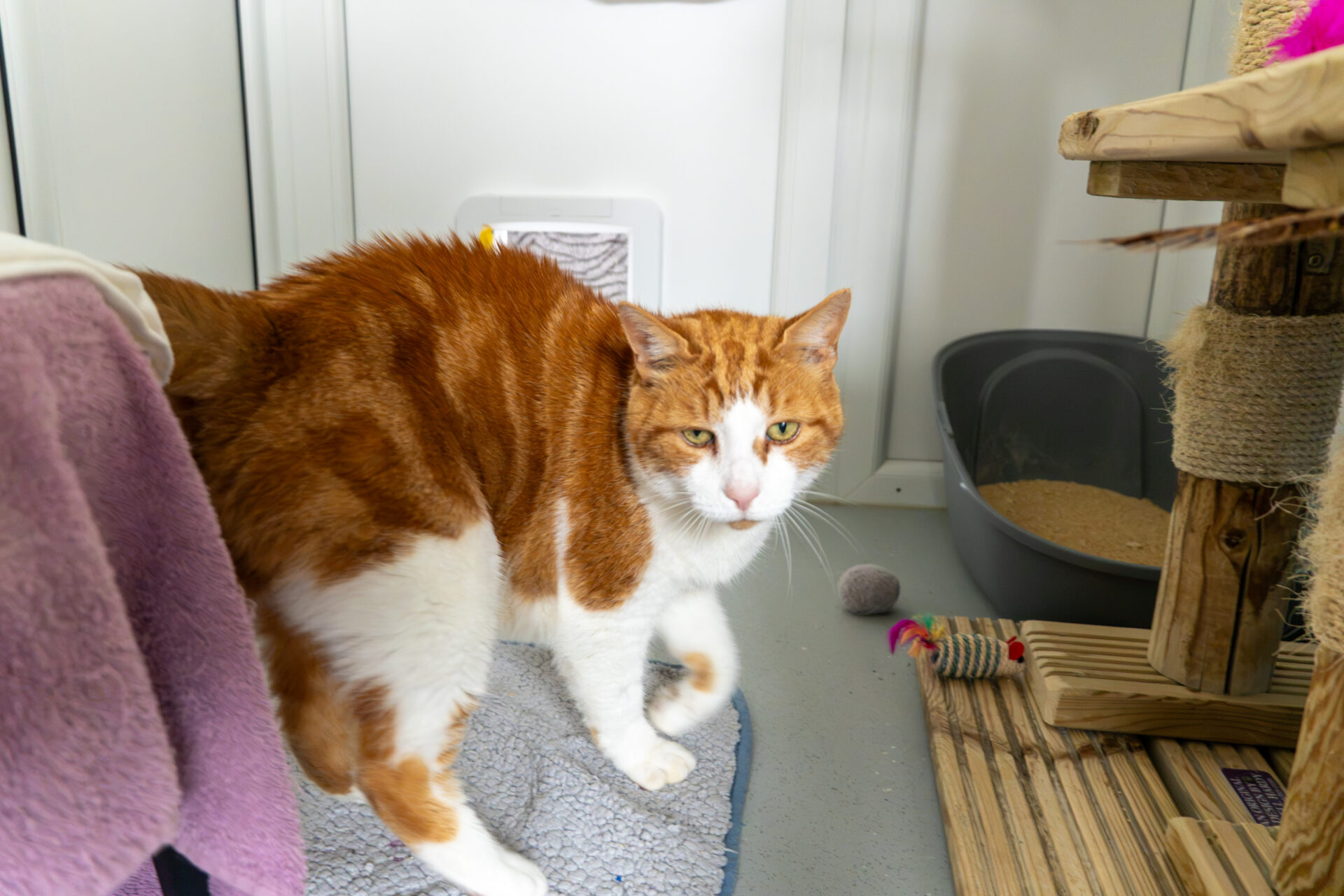 An orange and white cat stands on a textured mat near a litter tray and cat tree, looking at the camera. Cat toys and a purple towel are also visible in the scene.