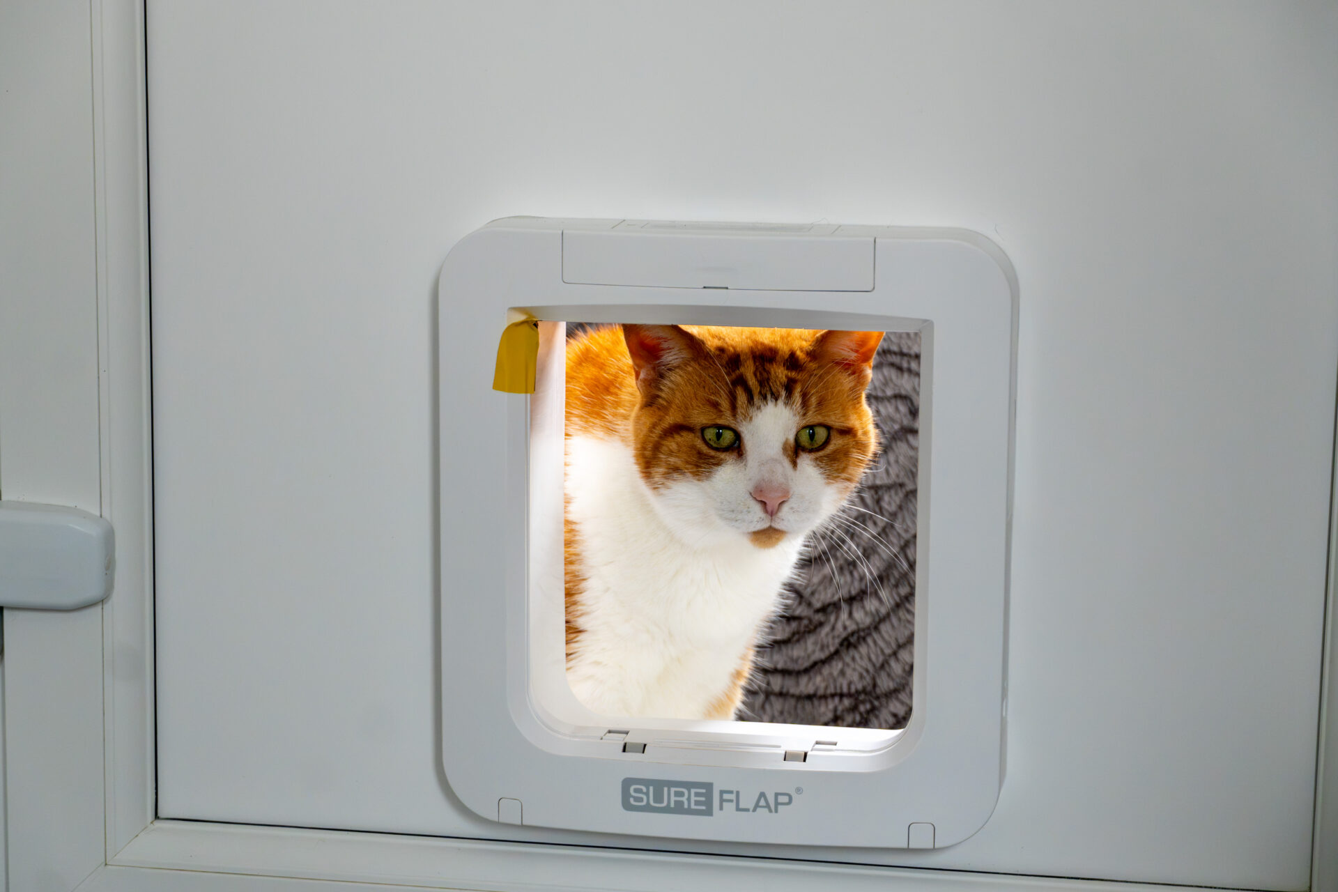 A ginger and white cat looks through a small pet door labelled SureFlap set in a white door, with part of a grey scratching post visible behind it.