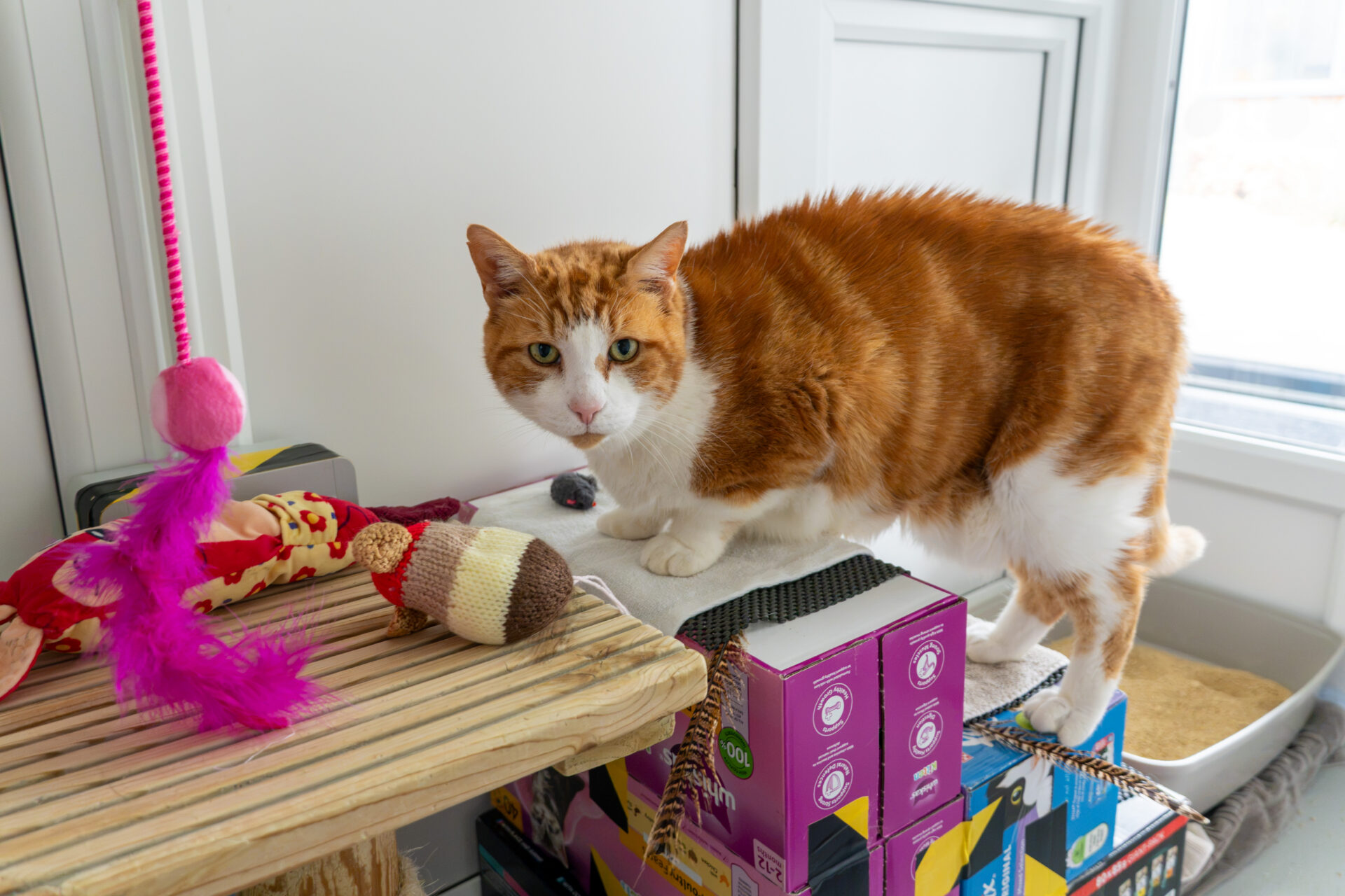 An orange and white cat stands on stacked boxes by a window, with colourful cat toys and a purple feather on a nearby shelf.