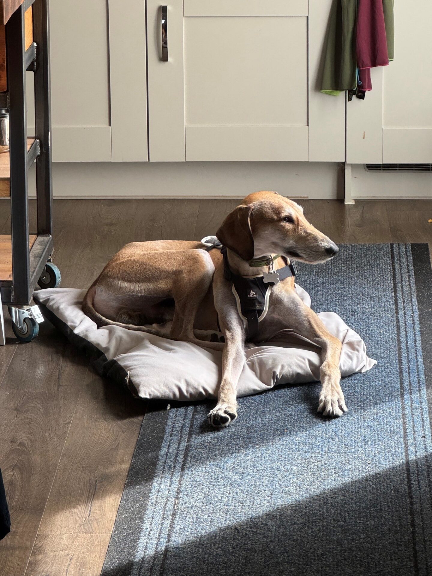 A brown Lurcher dog wearing a harness lies on a cushion in a sunlit kitchen, looking to the side. Sunlight creates bright walnut-coloured patches on the floor and the dog.