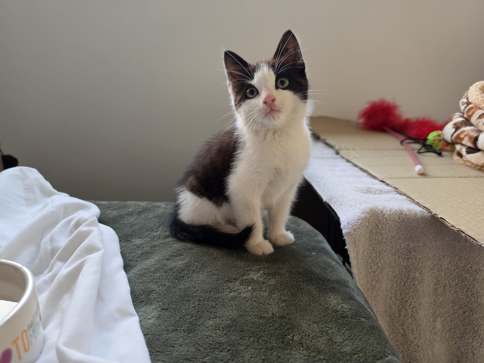 A black and white kitten sits on a green blanket.