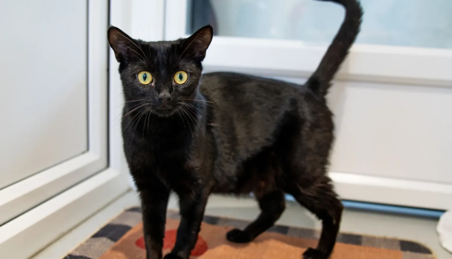 A black cat with green eyes stands on a brown mat in front of a white door, looking directly at the camera.