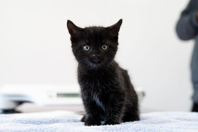 A small black kitten with green eyes sits on a light blue towel, looking directly at the camera. The background is softly blurred and white.
