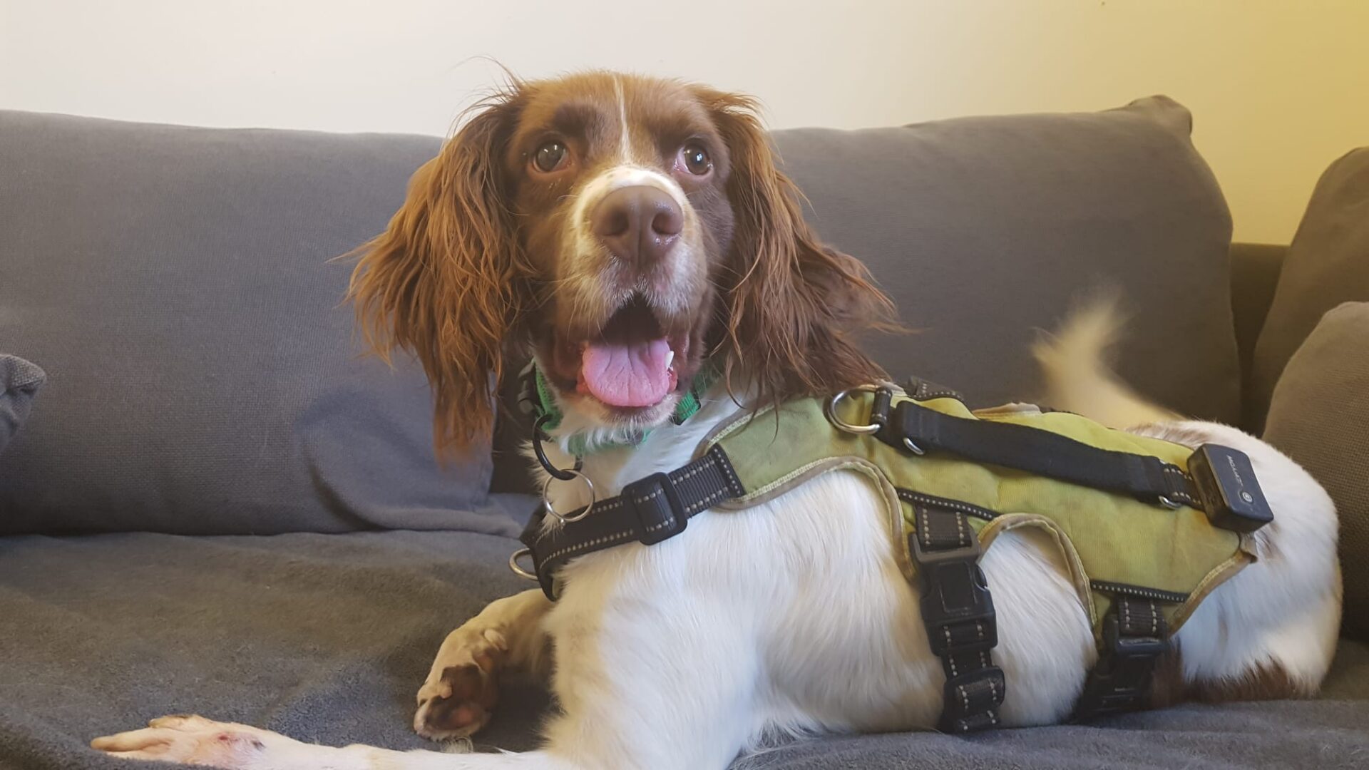 A brown and white Springer Spaniel named Billy Bob with floppy ears wears a green harness, lying on a grey sofa and looking up with its mouth open and tongue out.