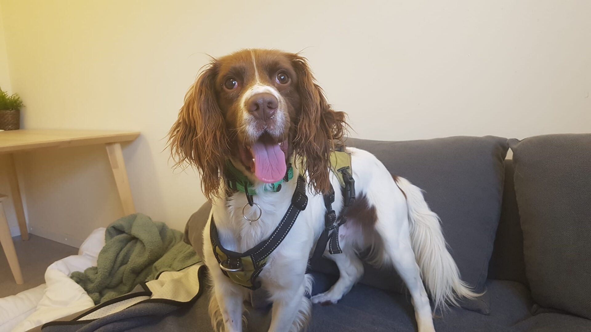 A brown and white Springer Spaniel with long ears and a harness stands on a grey sofa, looking at the camera with its tongue out. Billy Bob, the cheerful dog, is framed by a wooden table and a green blanket in the background.