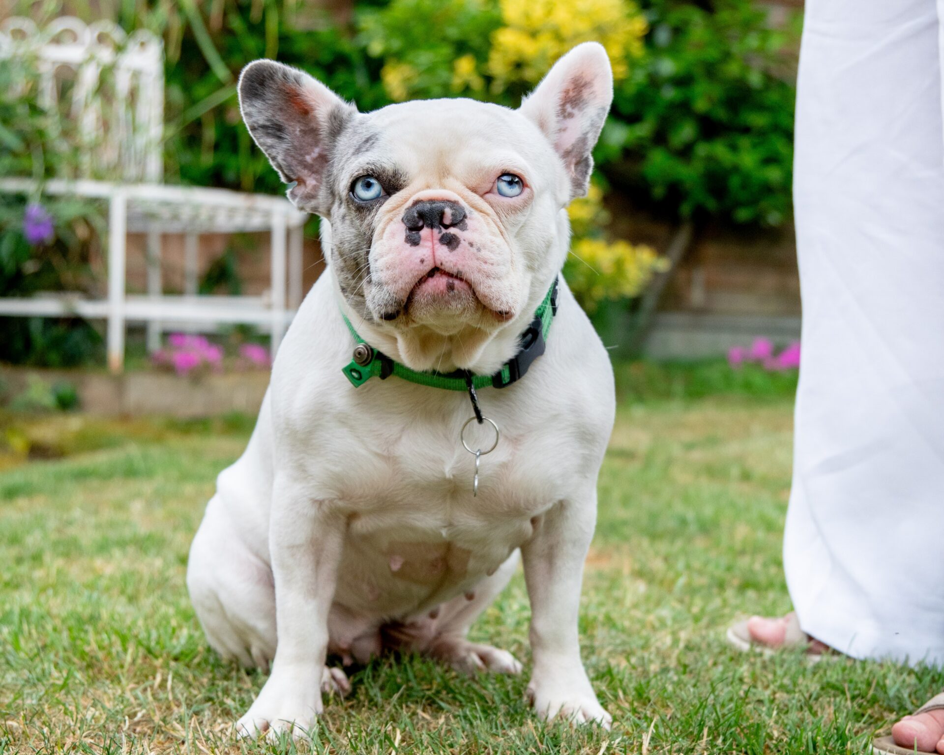 A white and grey French Bulldog with heterochromia sits on grass, looking up. Someone in white trousers stands nearby. Garden plants and a white metal bench are in the background.