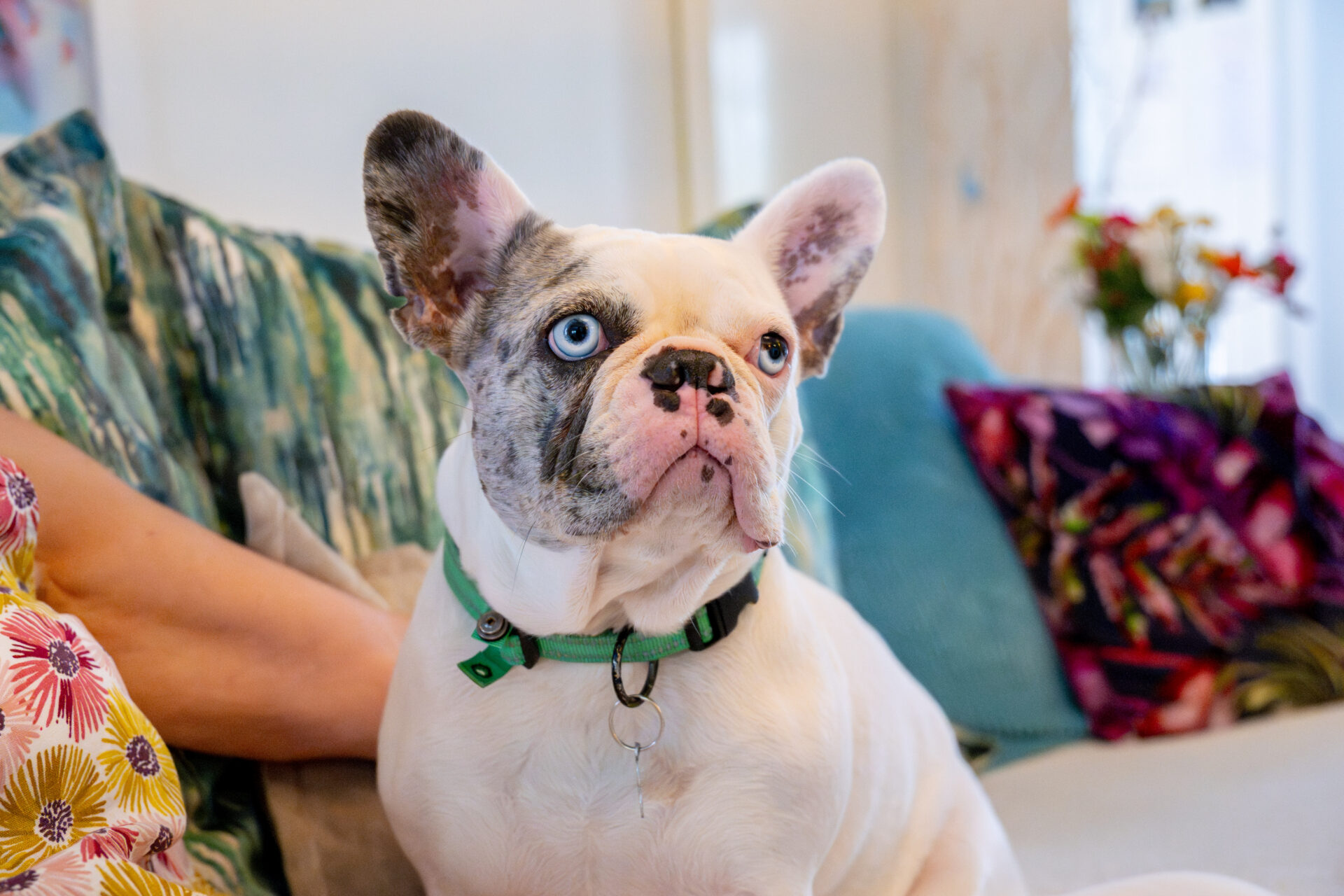 A white French Bulldog with blue eyes and a green collar sits on a sofa, surrounded by colourful cushions and floral patterns, looking up attentively.