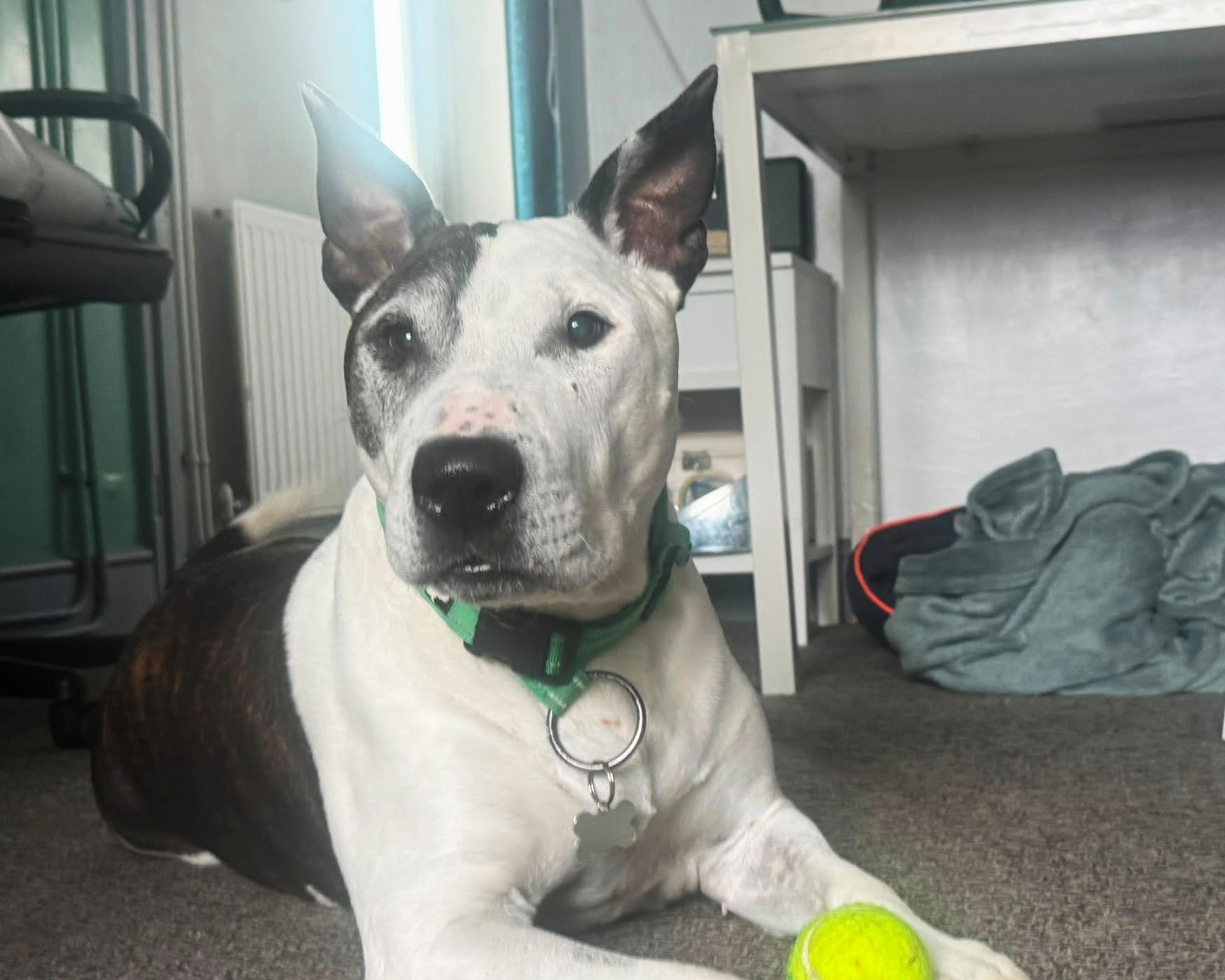 A black and white Staffordshire Bull Terrier with pointed ears lies on the floor, wearing a green collar and resting its paw on a yellow tennis ball. The Buddy dog is indoors near a desk and some clothes.