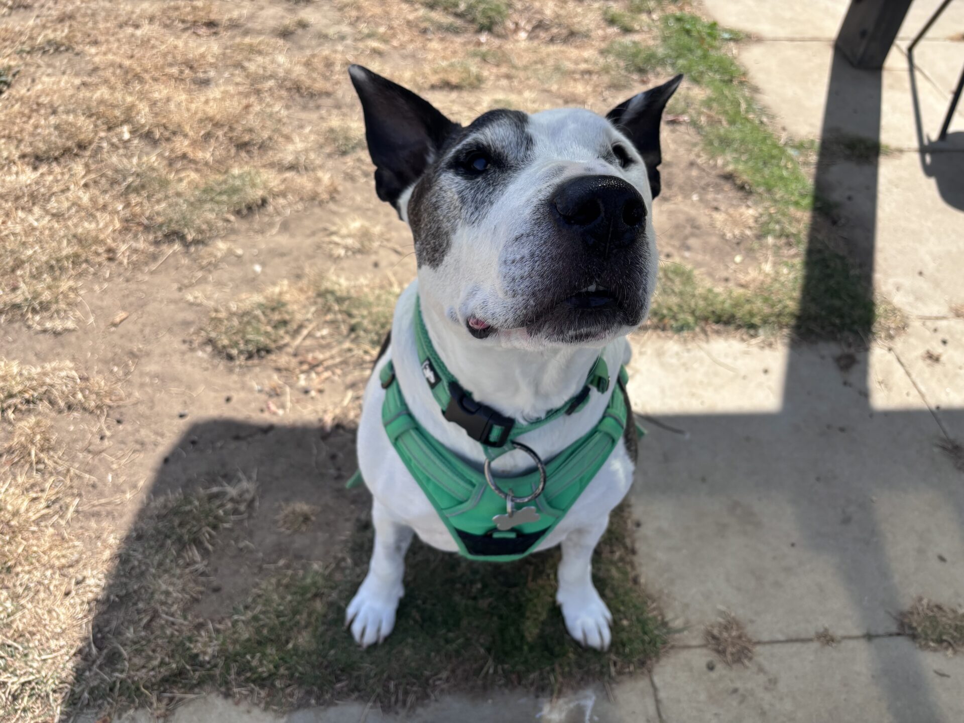 A white Staffordshire Bull Terrier with dark spots and pointy ears wears a teal harness and sits on patchy grass and pavement, looking up at the camera in sunlight and partial shade. This Buddy dog radiates charm as he waits for attention.